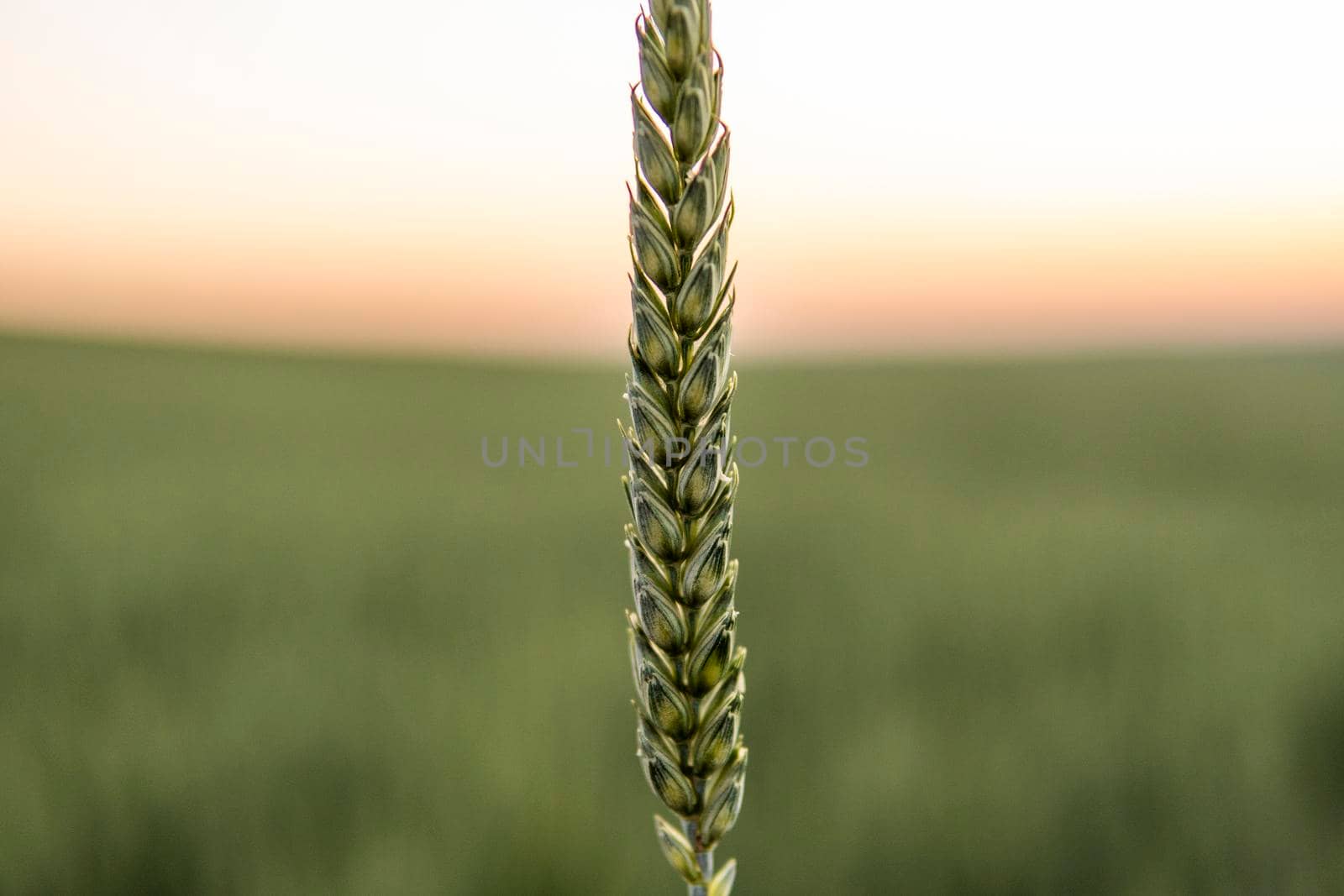 Close up fresh ears of young green wheat with spring summer agricultural field as a background. by vovsht