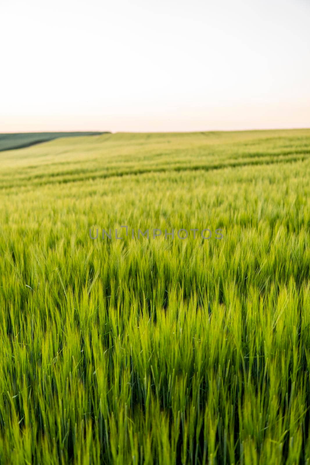 Green barley field in spring. Amazing rural landscape. Sun over fields of ripening barley