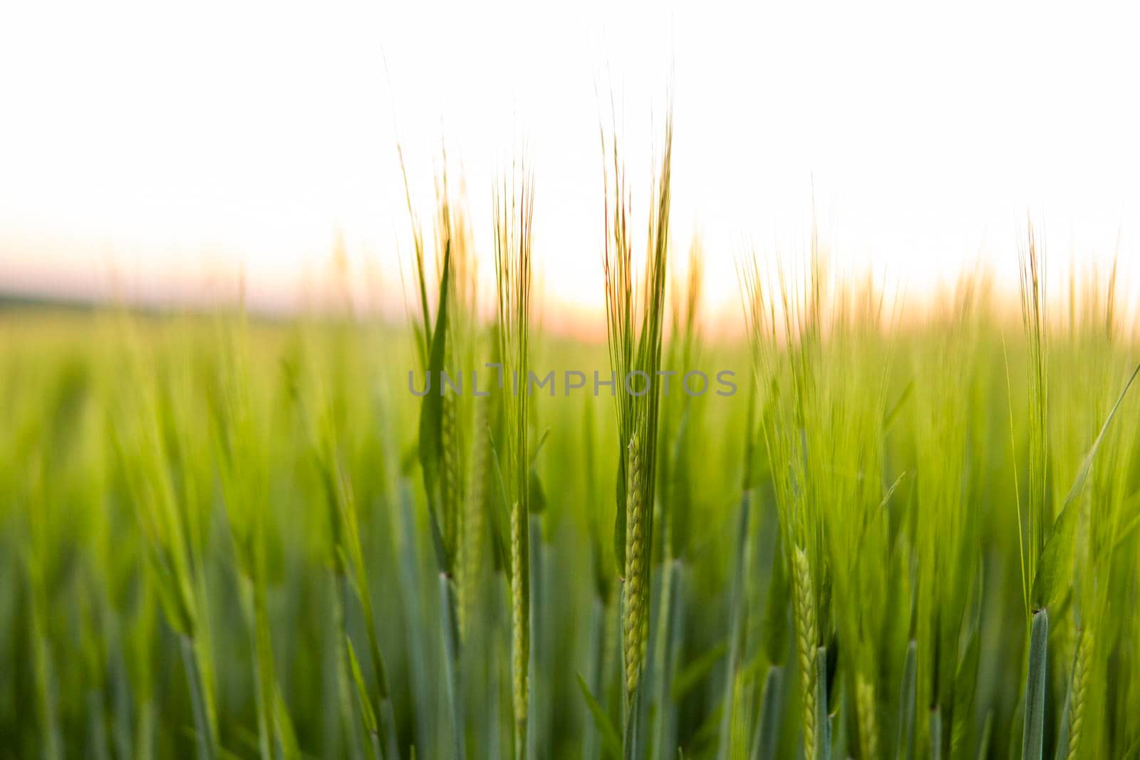 Barley field against the blue sky. Ripening ears of barley field and sunlight. Crops field. Field landscape. by vovsht