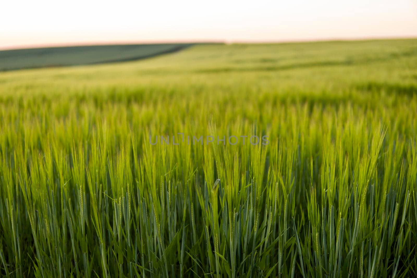 Green barley field in spring. Amazing rural landscape. Sun over fields of ripening barley. by vovsht