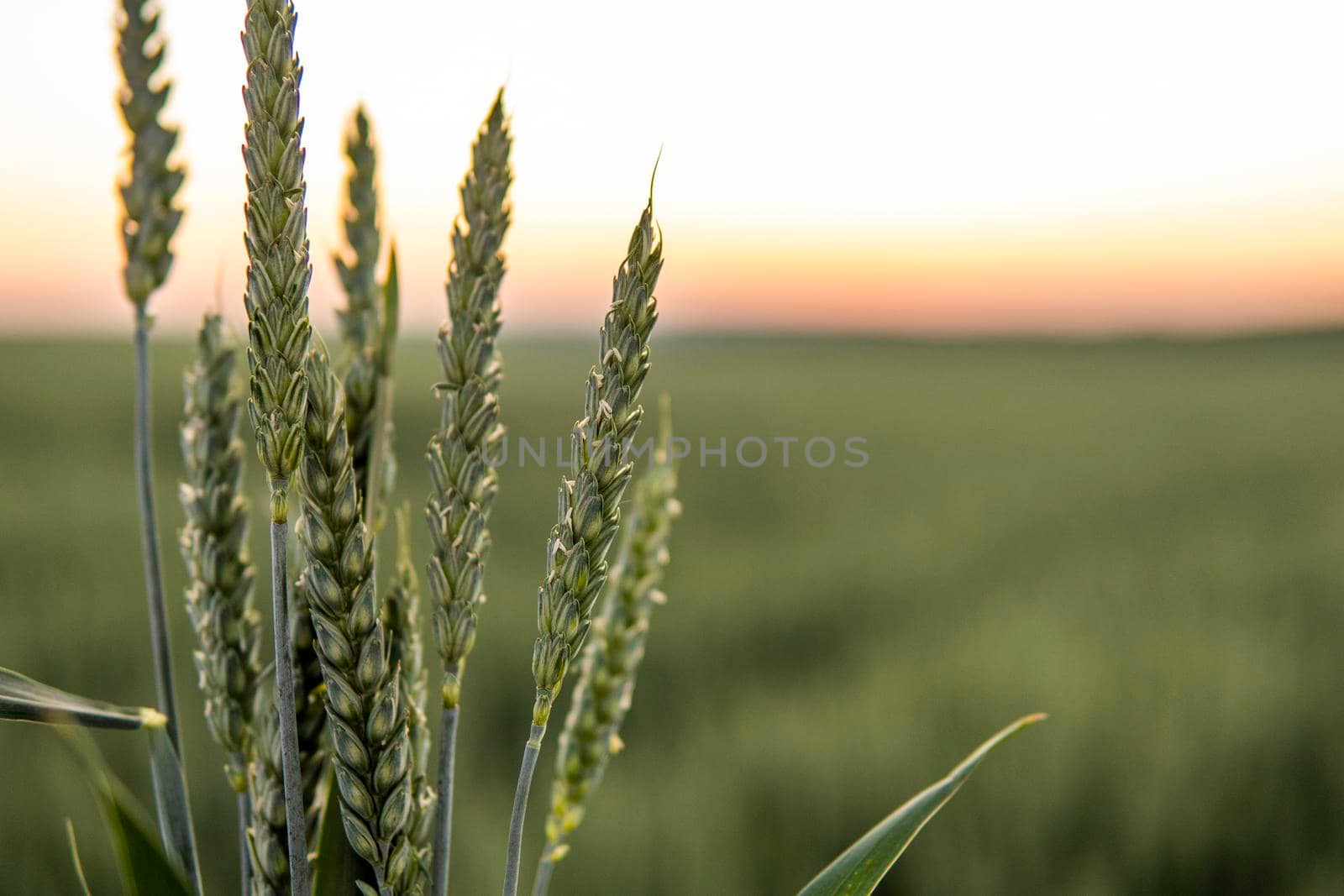 Beautiful green wheat ear growing in agricultural field, rural landscape. Green unripe cereals. The concept of agriculture, healthy eating, organic food. by vovsht