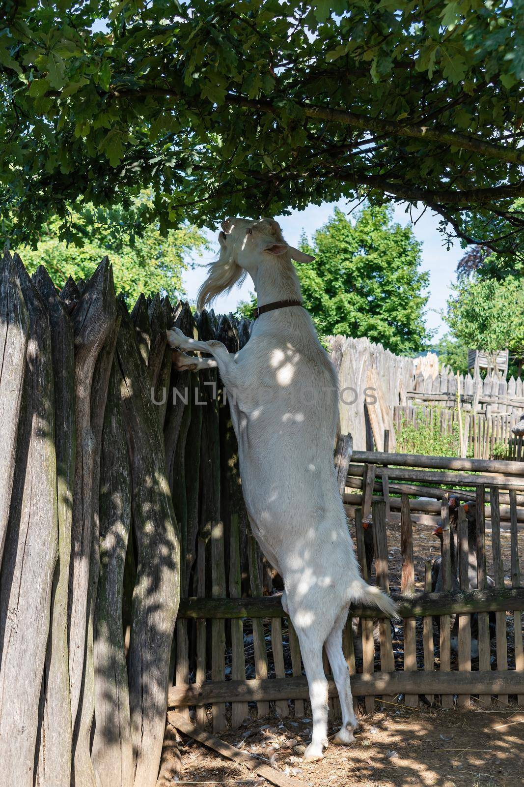Example of agriculture in the Modra open-air museum. A goat leaning against a fence grazes on a tree branch