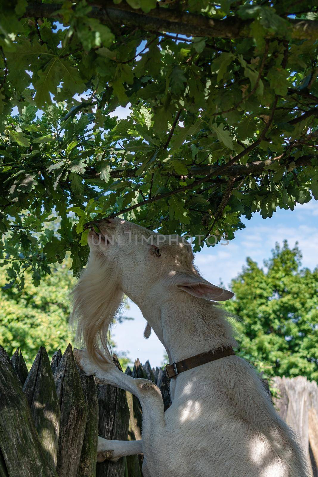 Example of agriculture in the Modra open-air museum. A goat leaning against a fence is grazing on a tree branch, head detail