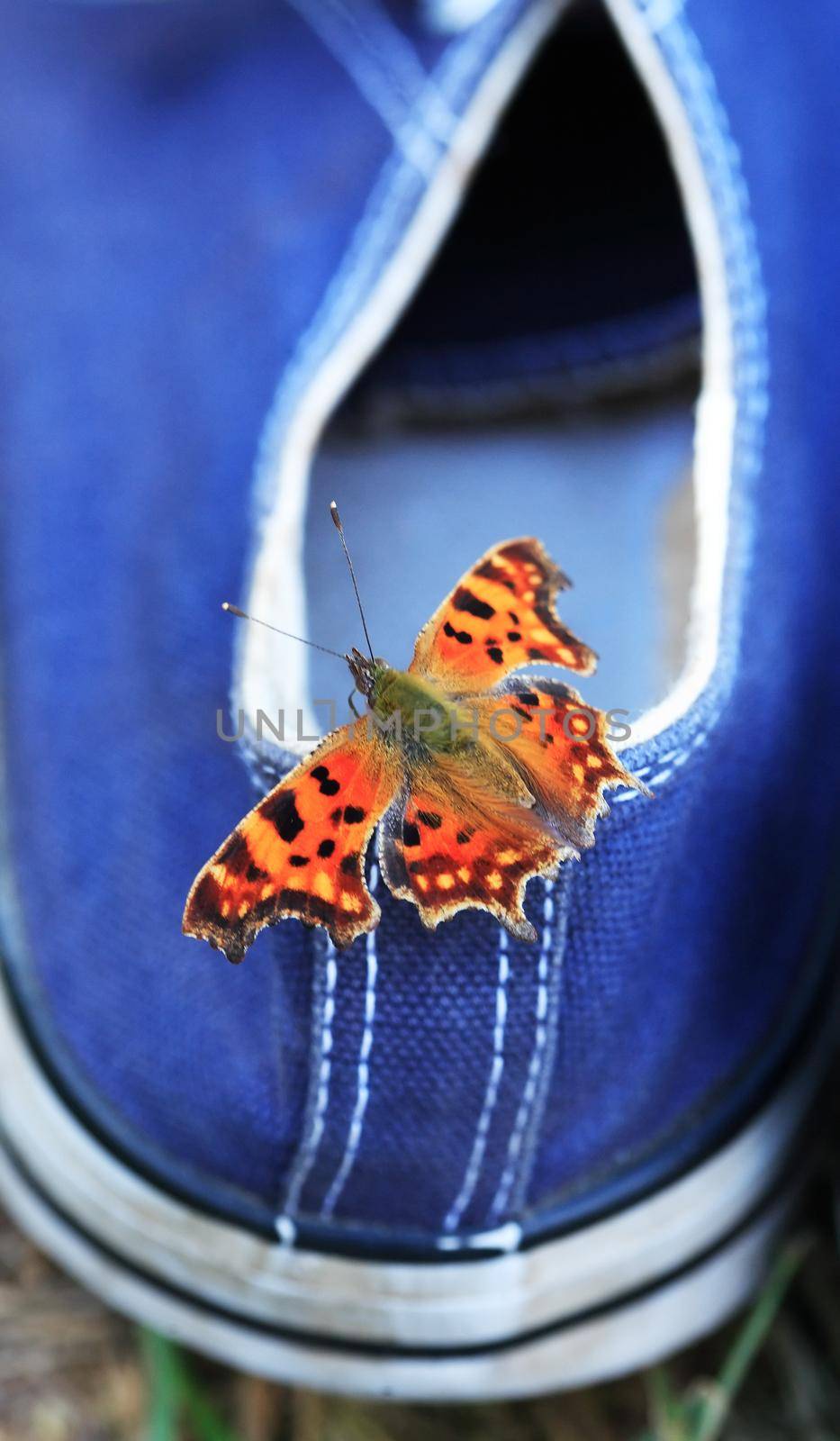 Summer concept. Nice burretfly sit on blue sneakers