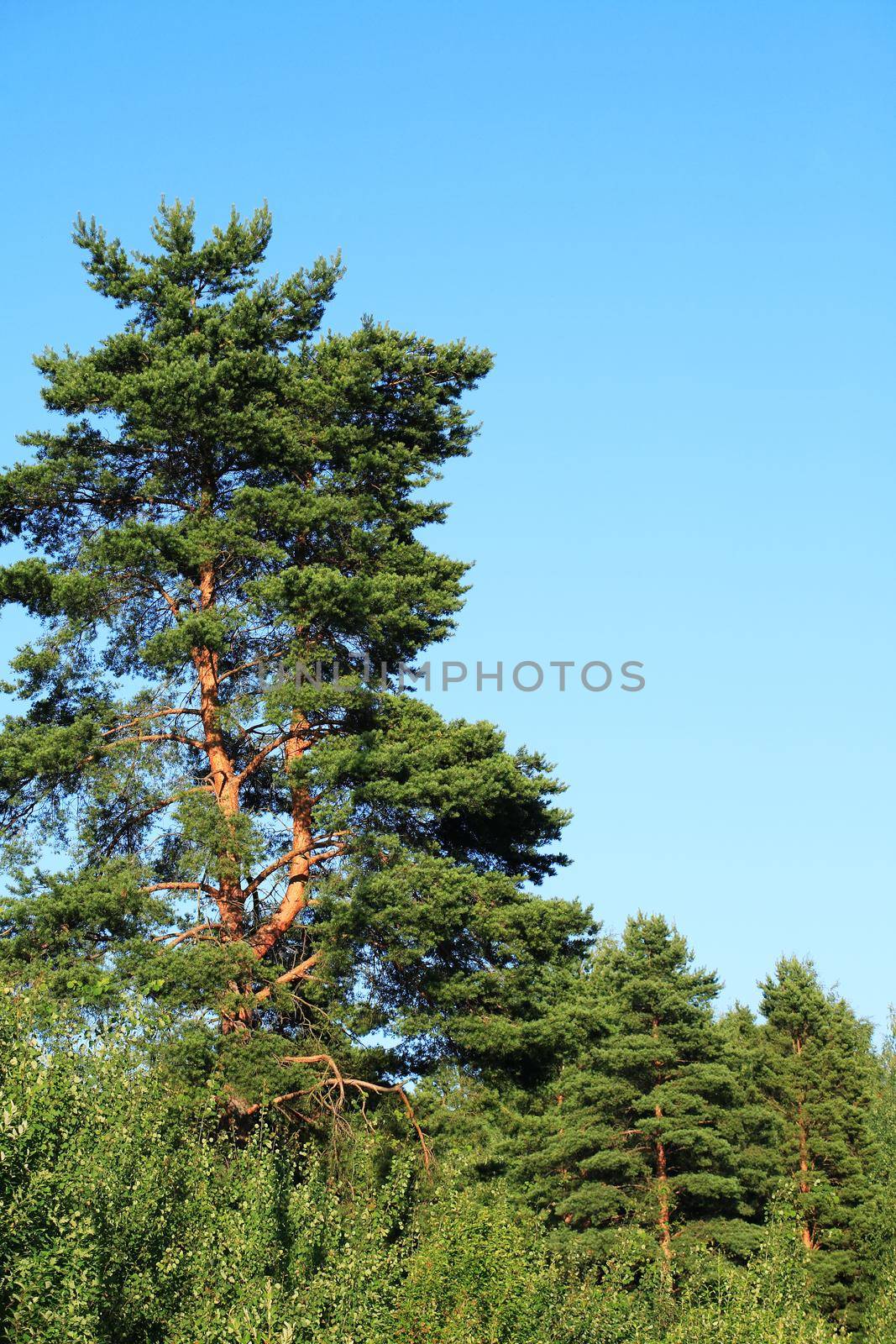 Very nice big pine tree against blue sky with free space