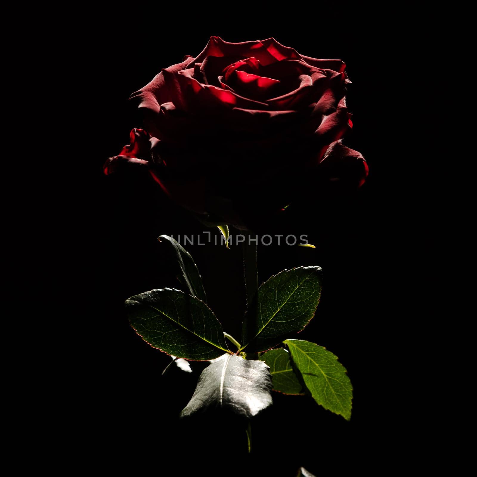 Blooming red rose bud on black background, use as wallpaper or background