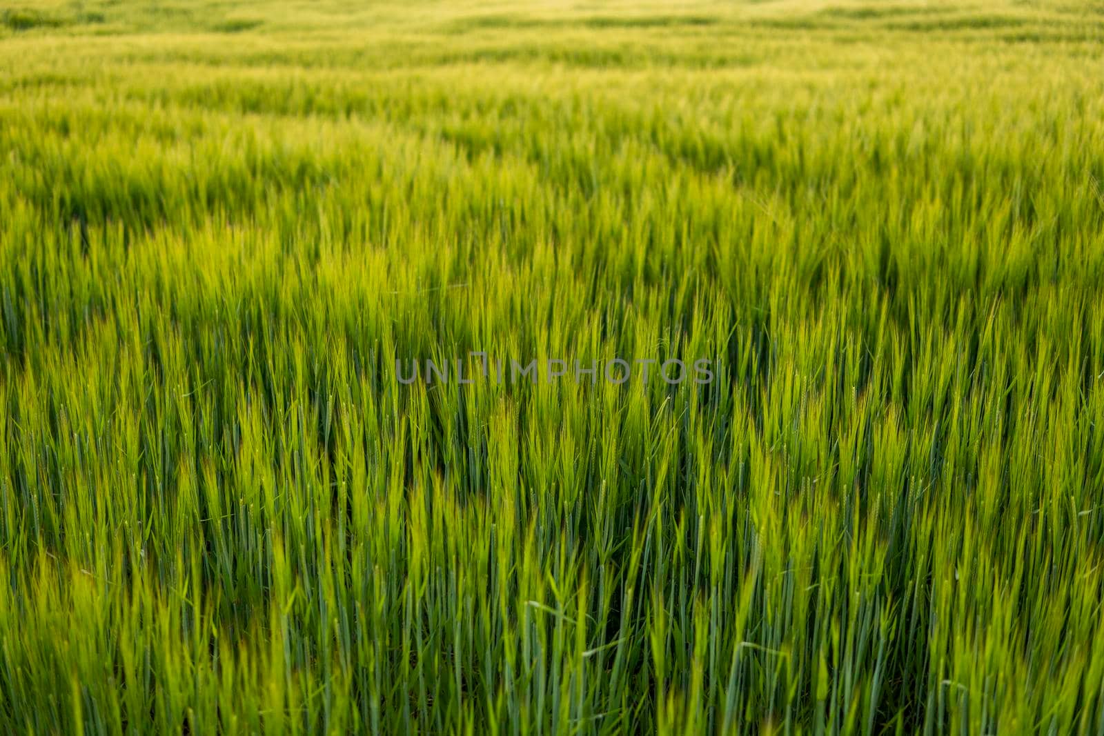 Green barley field in spring. Barley field against the blue sky