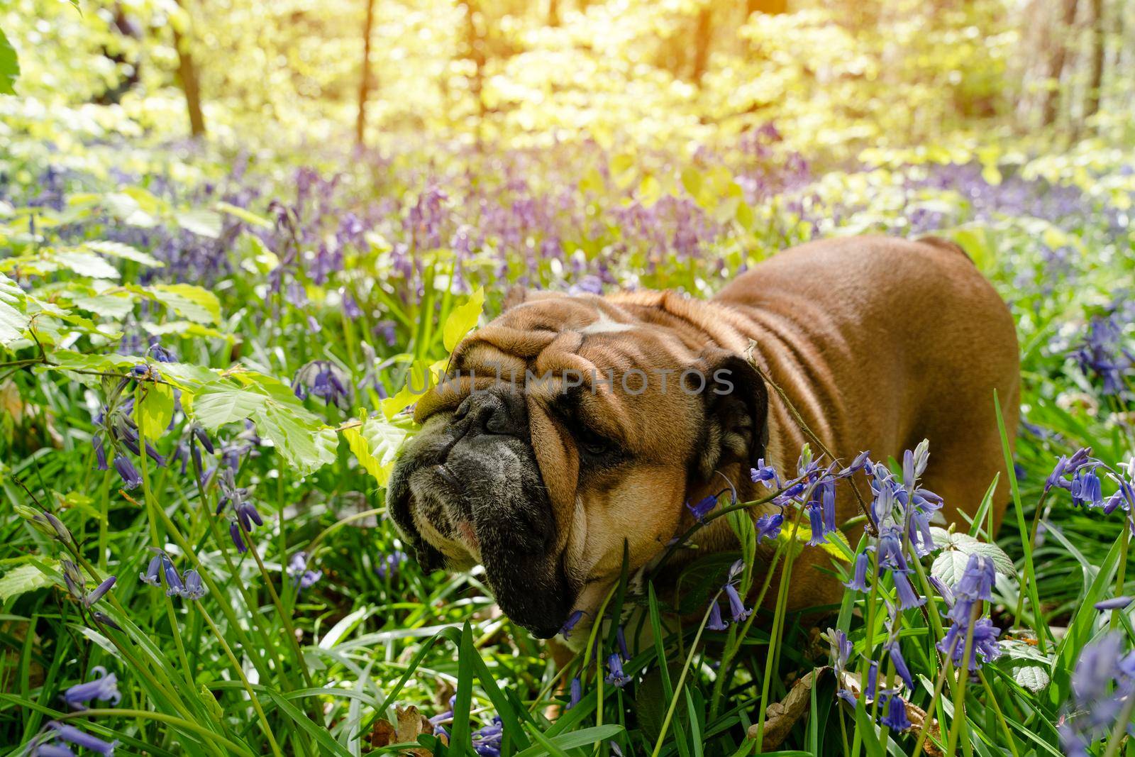 Red English/British Bulldog Dog looking up, licking out its tongue and sitting in the bluebells on spring hot sunny day by Iryna_Melnyk
