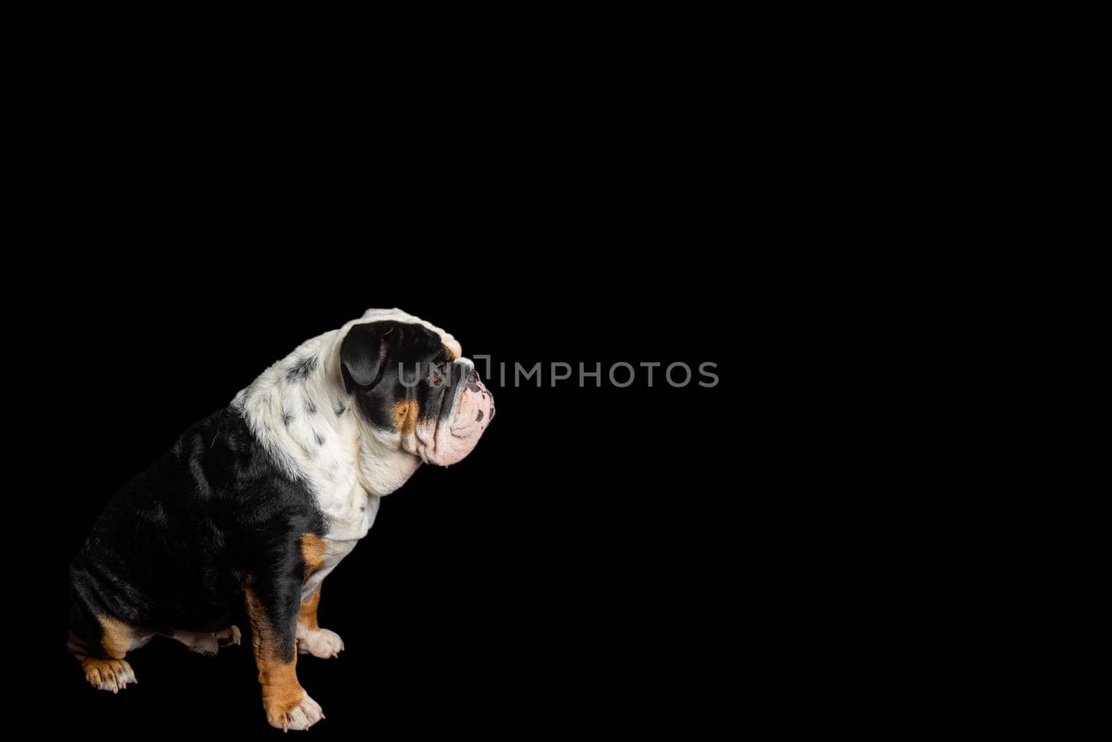 Black tri-color english british bulldog sitting on black background Space for text high-quality photos for calendar and cards