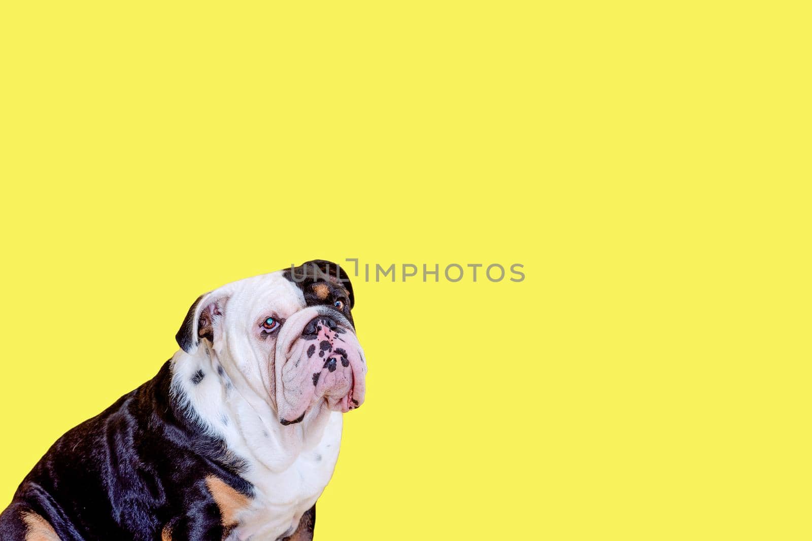 Black tri-color english british bulldog sitting on yellow background Space for text high-quality photos for calendar and cards by Iryna_Melnyk