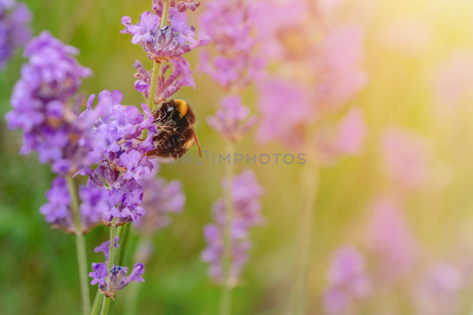 closeup of bumblebee on lavender flower on sunny summer day Summer flowers. Summertime High quality phot by Iryna_Melnyk