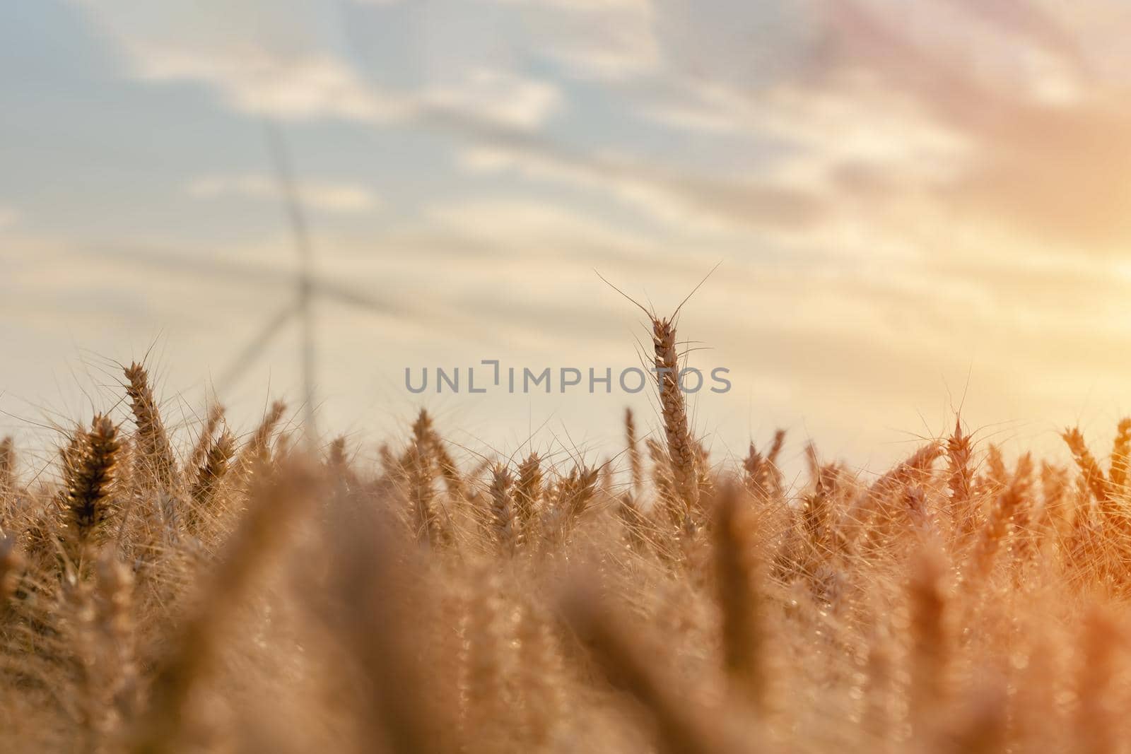 Closeup of ears of wheat in the field at the sunset Farmers securing food supply and feeding the nation by Iryna_Melnyk