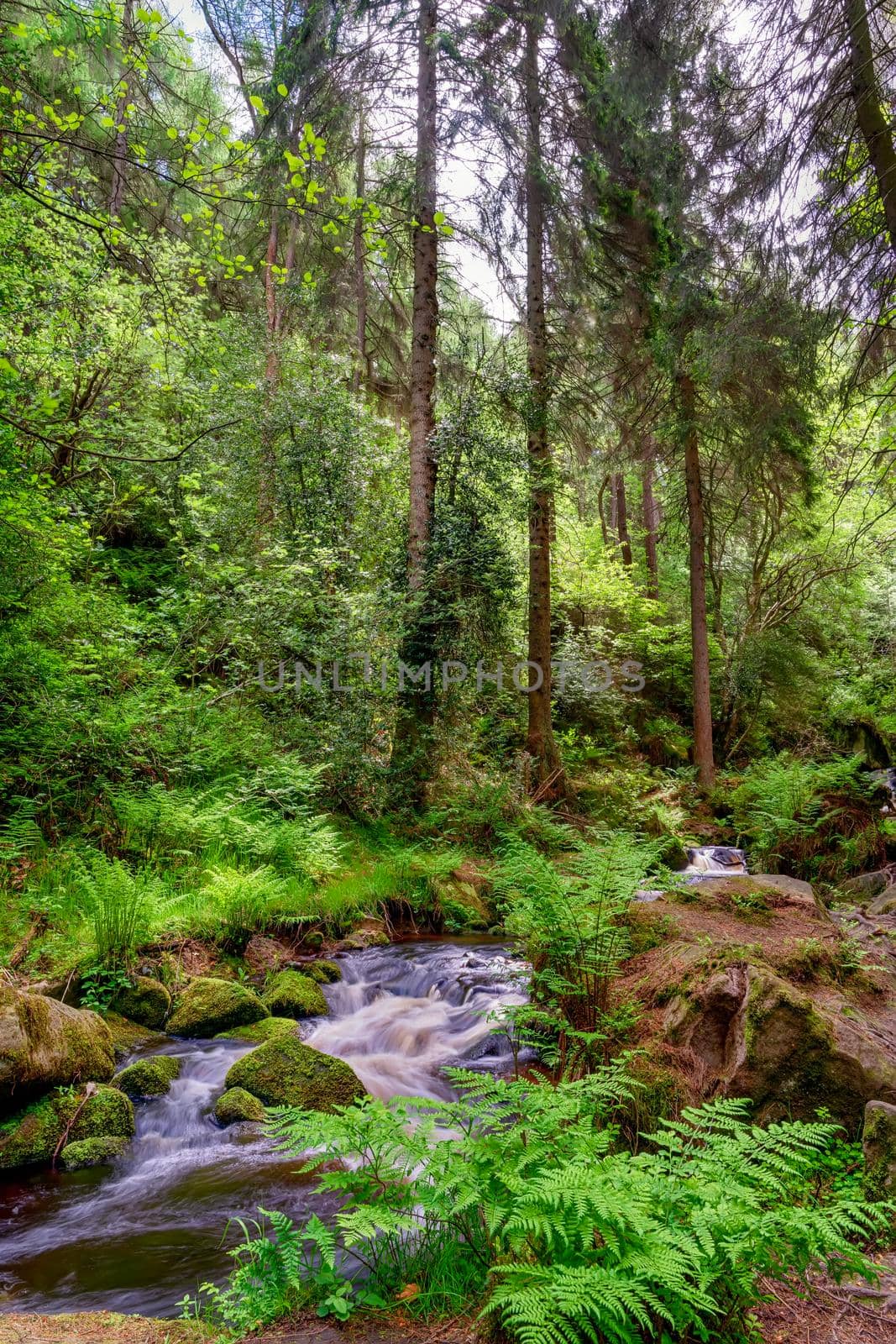 stream in a green forest on summer warm days. Peak District national park. by Iryna_Melnyk
