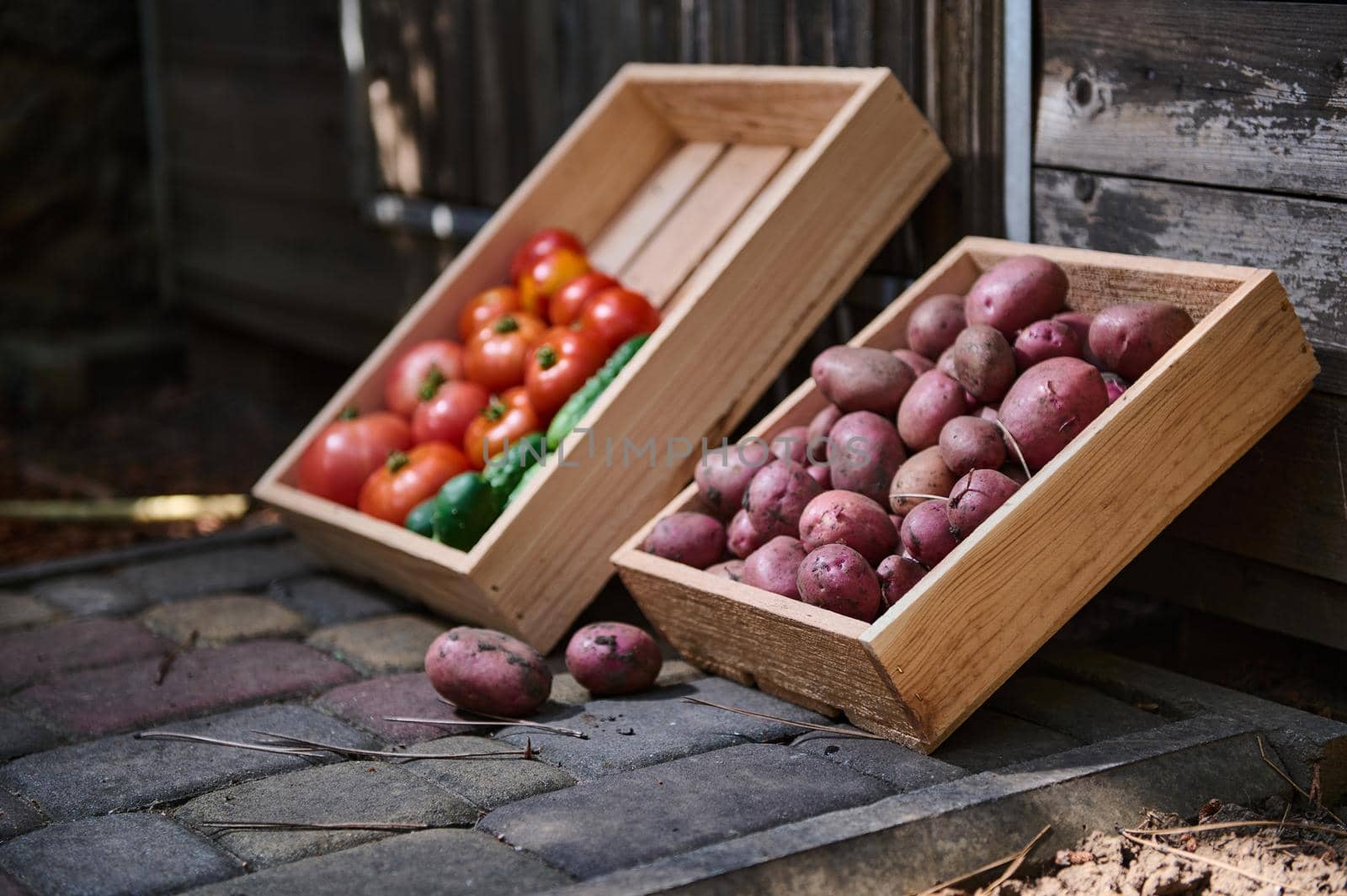 Close-up. Wooden crate with freshly dug pink potatoes and blurred box with harvested crop of tomatoes and cucumbers, on a rustic background. Cultivating organic vegetables for sale in farmers markets