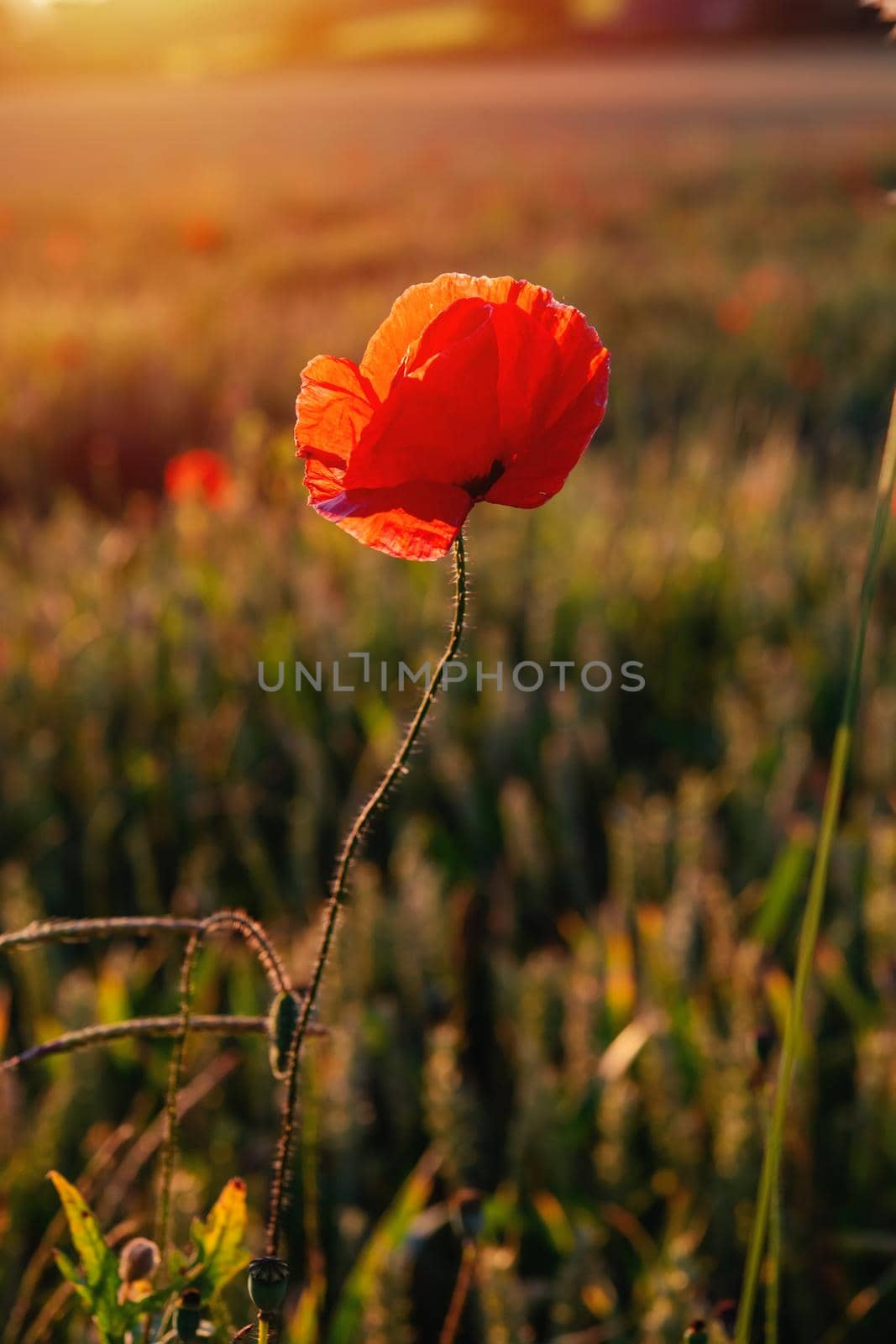 closeup of red poppies in wheat field in summer day by Iryna_Melnyk