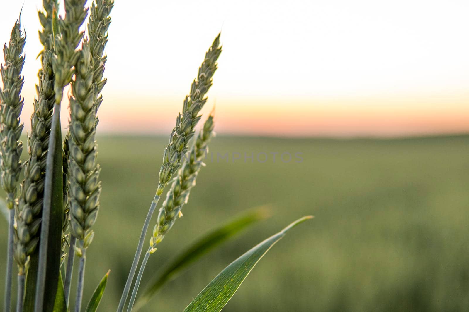 Fresh ears of young green wheat with spring summer agricultural field as a background. Macro wheat. by vovsht