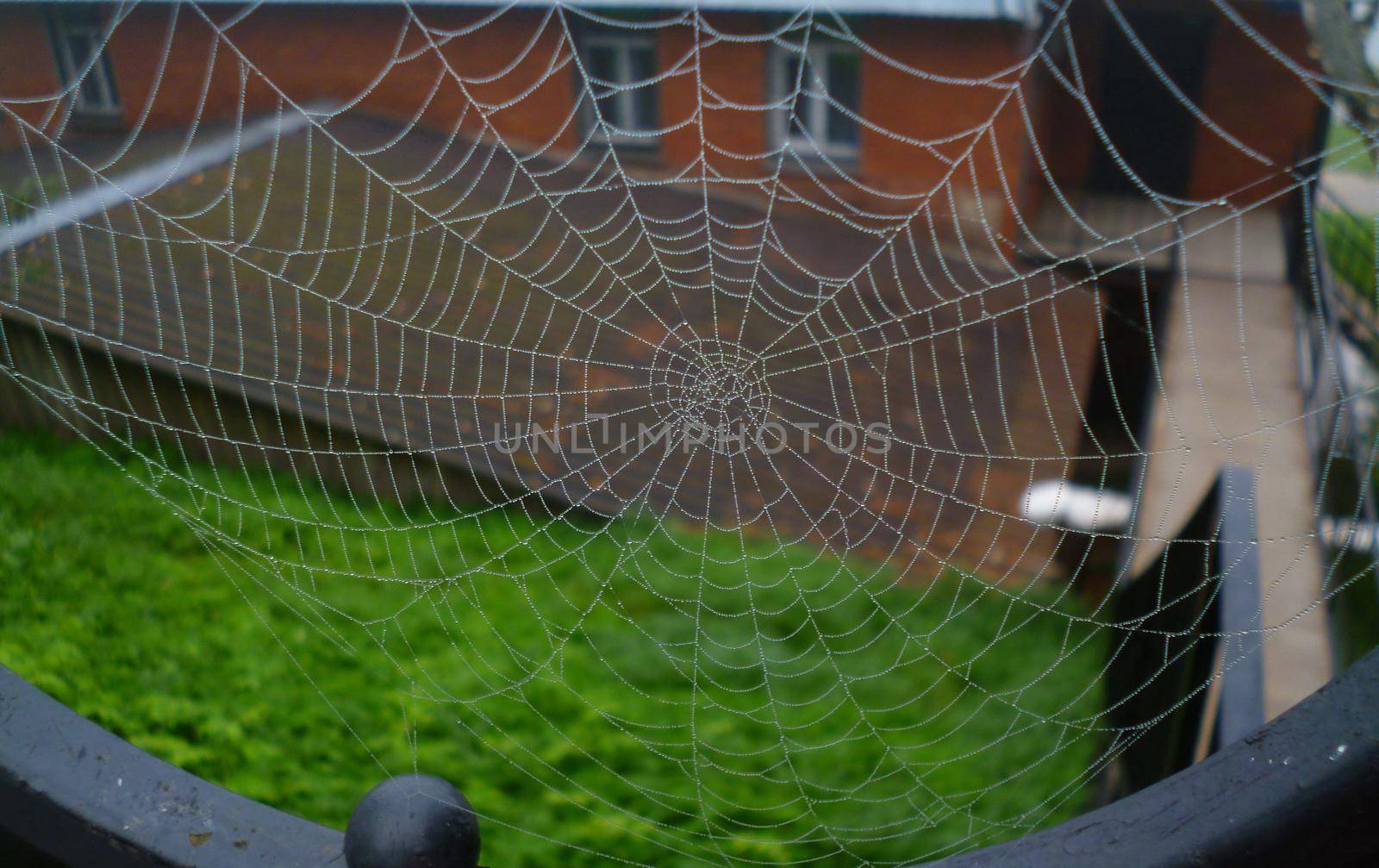 Morning dew on a spider web shows beautifully built web structure