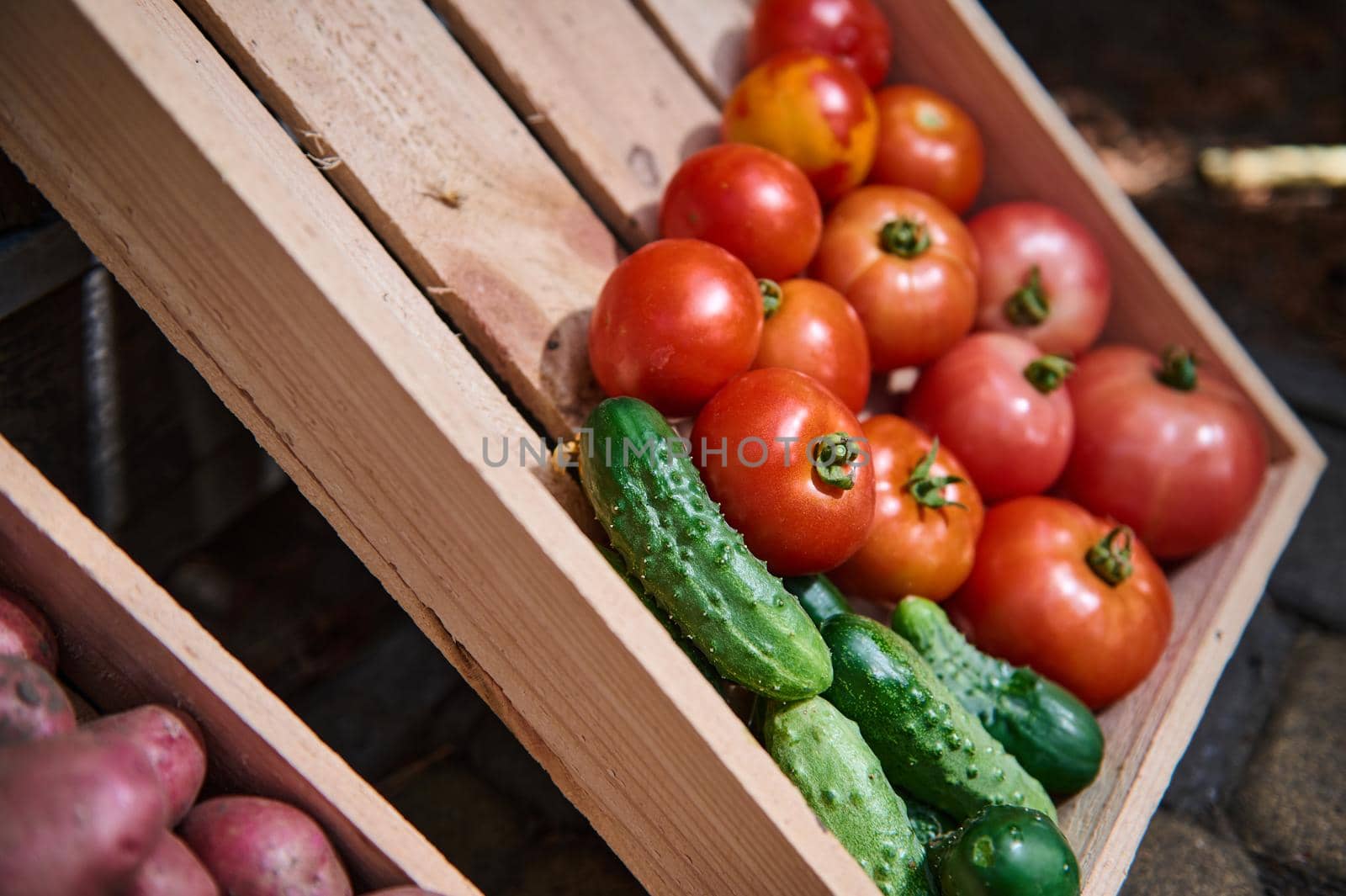 Cropped view of freshly picked organic tomatoes and cucumber, cultivated in an organic eco farm. Vegetable still life. Agricultural products. Vegetarian food. Agricultural business. Plant growing.