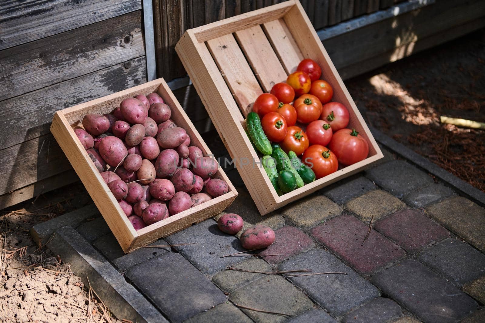 Harvested crop of organic vegetables cultivated in an eco farm: cucumbers, ripe tomatoes and pink potatoes in wooden box by artgf