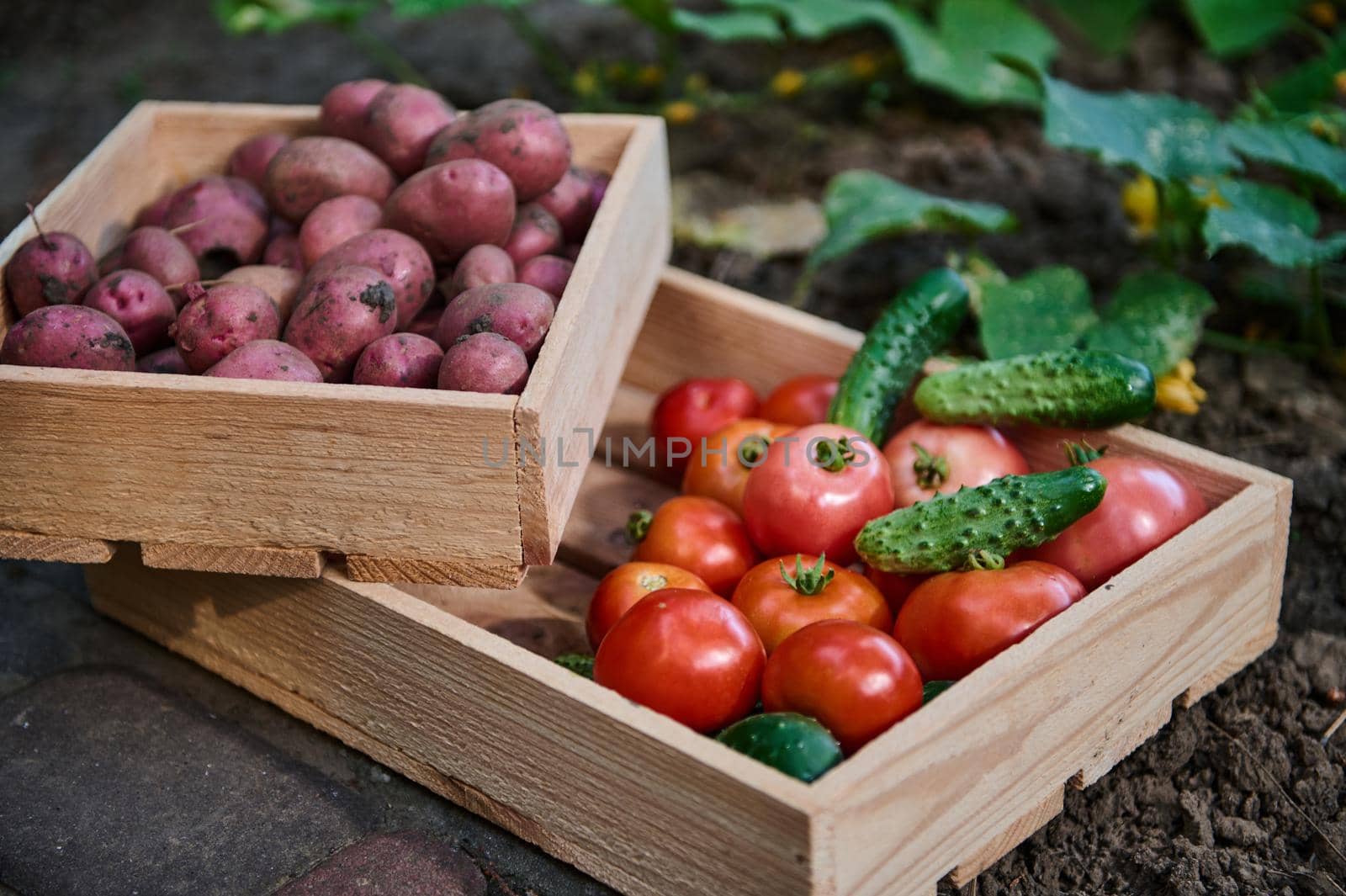 Close-up of wooden crates with harvested organic vegetables, grown in an eco farm. Still life, close-up. Ripe juicy tomatoes, cucumbers and pink potatoes cultivated in ecological garden. Agribusiness