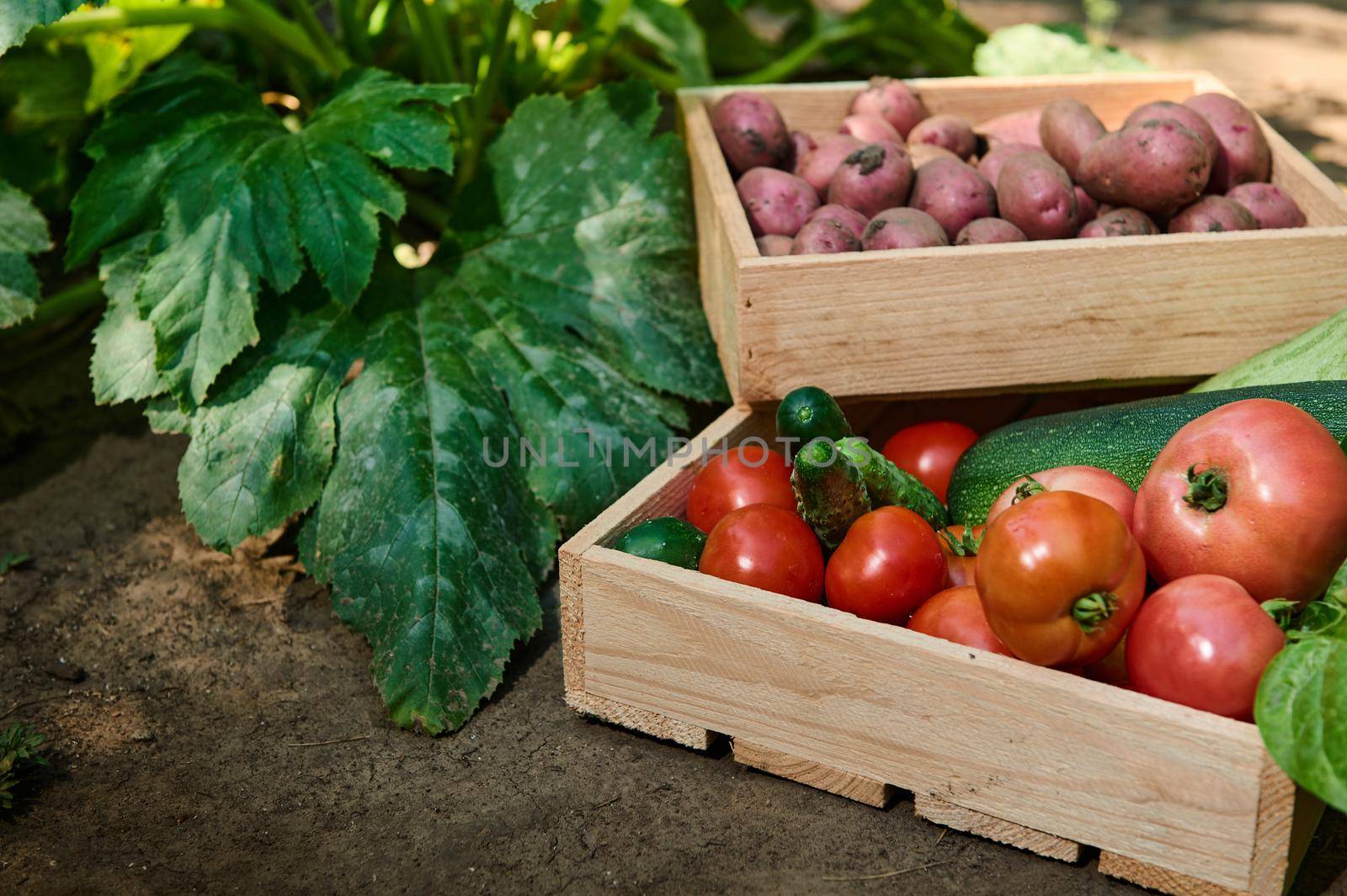Close-up. Stacked wooden boxes wit a fresh harvest of organic seasonal homegrown organic vegetables: cucumbers, tomatoes, zucchini, pink potatoes near a fertile eggplant buch, in the country house