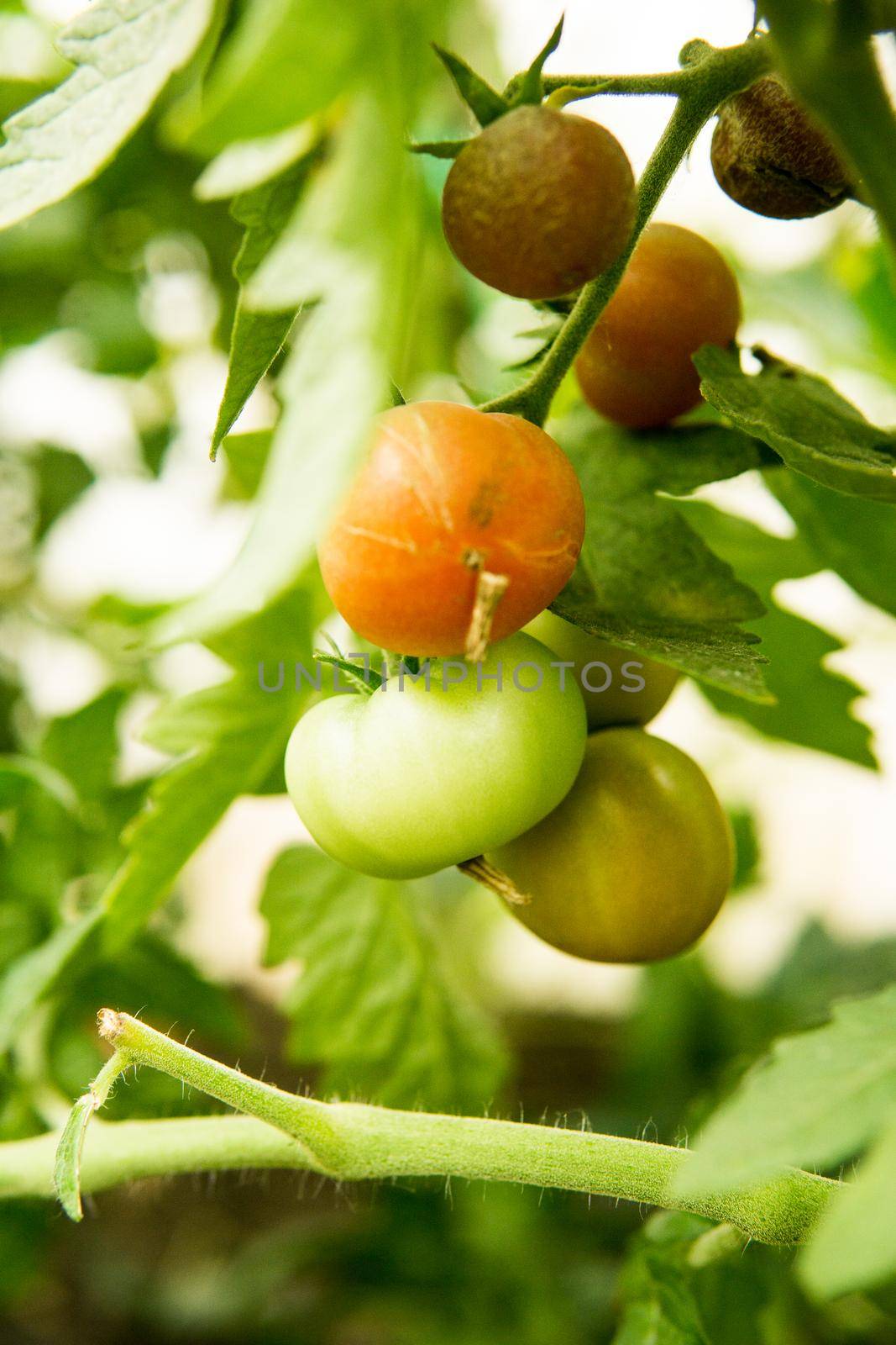 Tomatoes are hanging on a branch in the greenhouse. by Annu1tochka