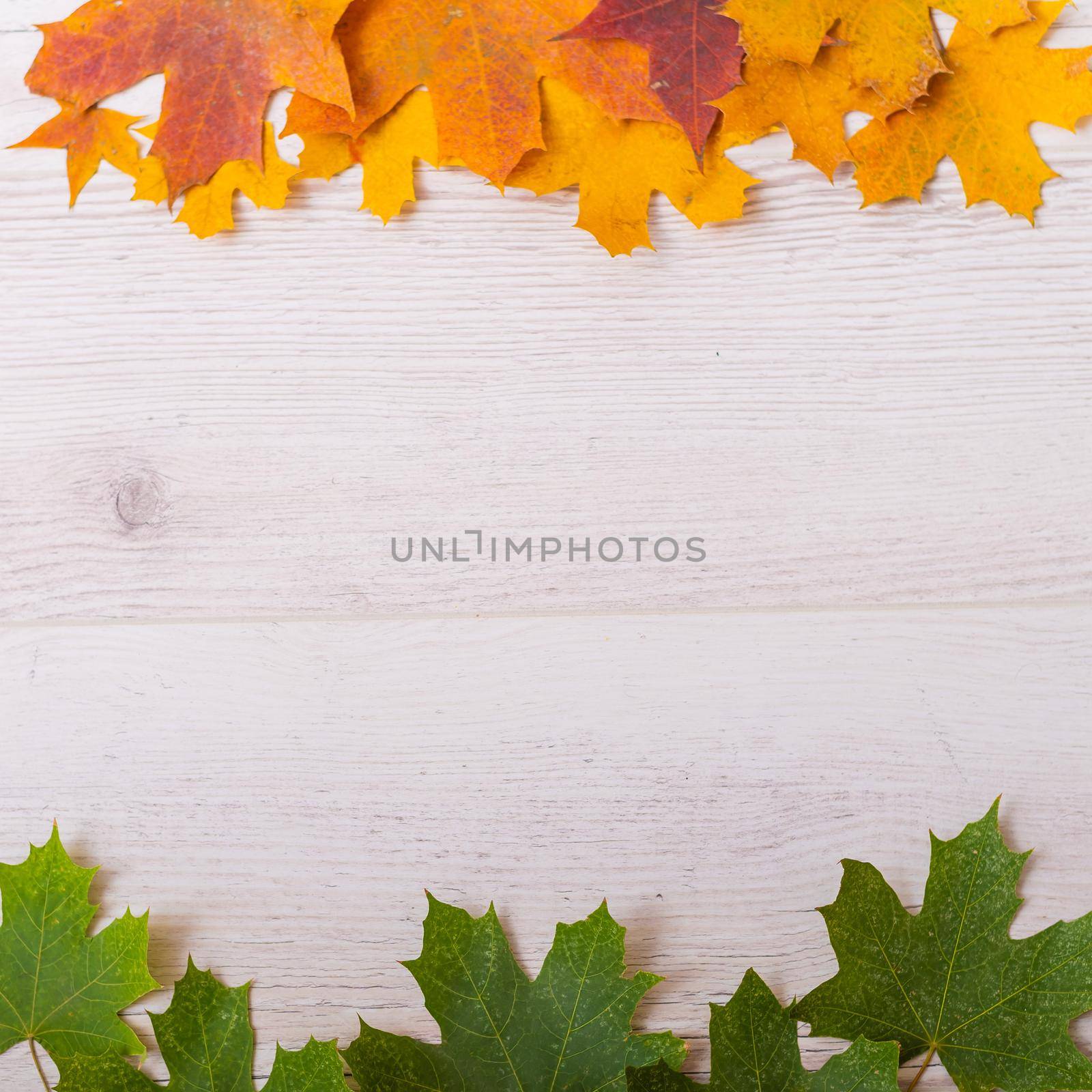Top view of maple leaves on a wooden background. Empty space for text. Yellow foliage on a green background. The concept of the changing seasons.