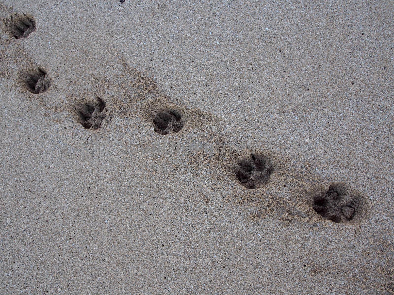 Line of large Dog Paw Print in the Sand