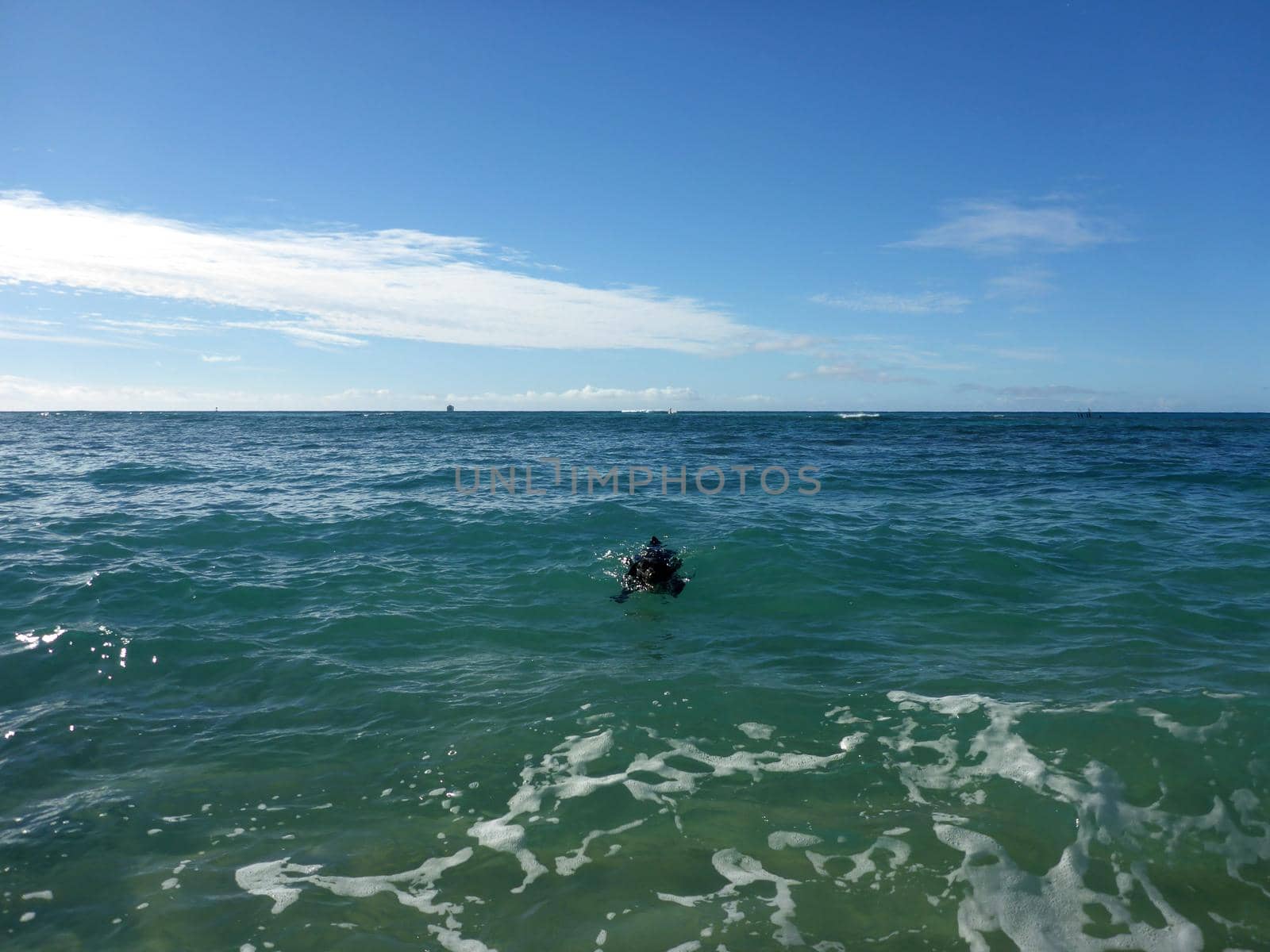 Black Dog Swims in ocean towards the shore by EricGBVD