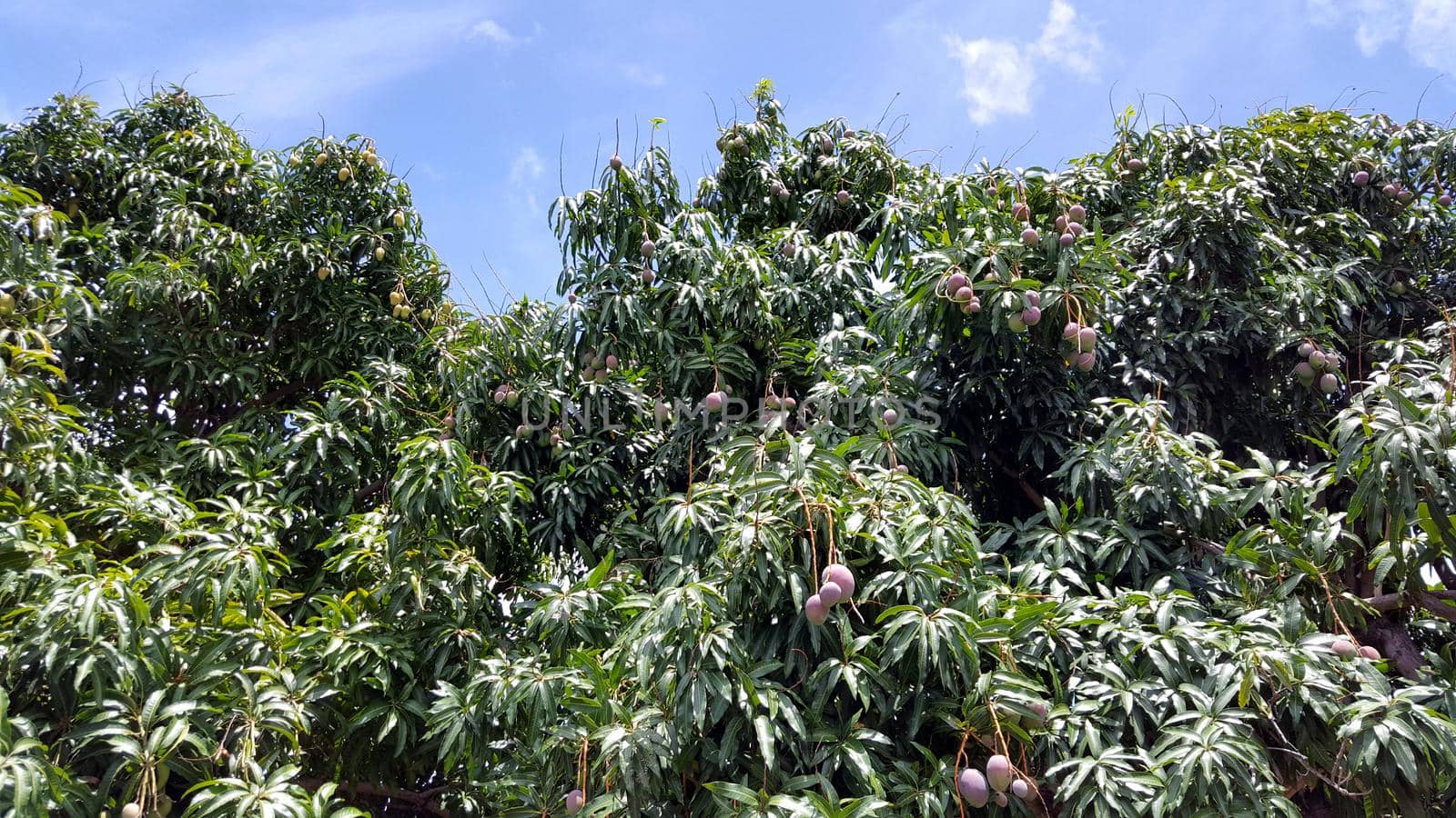 Sun kissed Hayden Mangos and common chinese mangos of different sizes hang from tree full of green leafs against a blue sky on Oahu, Hawaii.