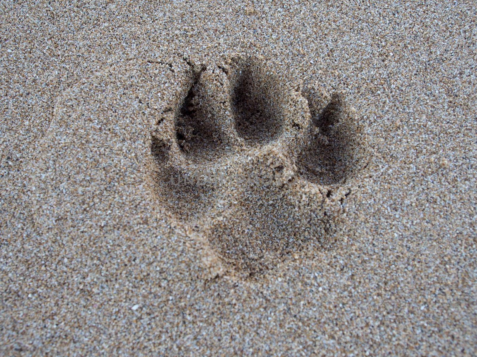 Large Dog Paw Print in the Sand