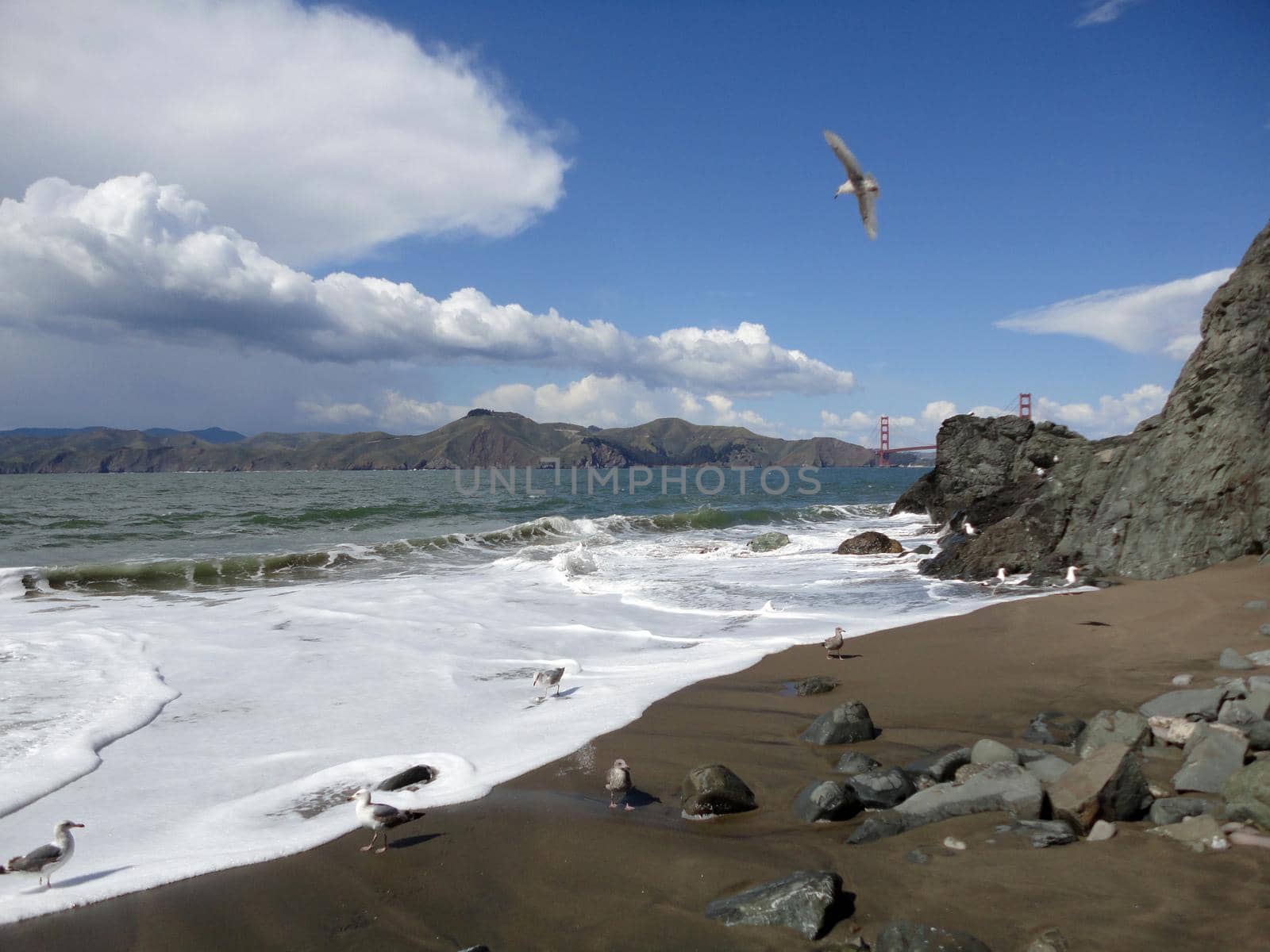 Seagulls on China Beach and in the air with Golden Gate Bridge in the distances in San Francisco, California.