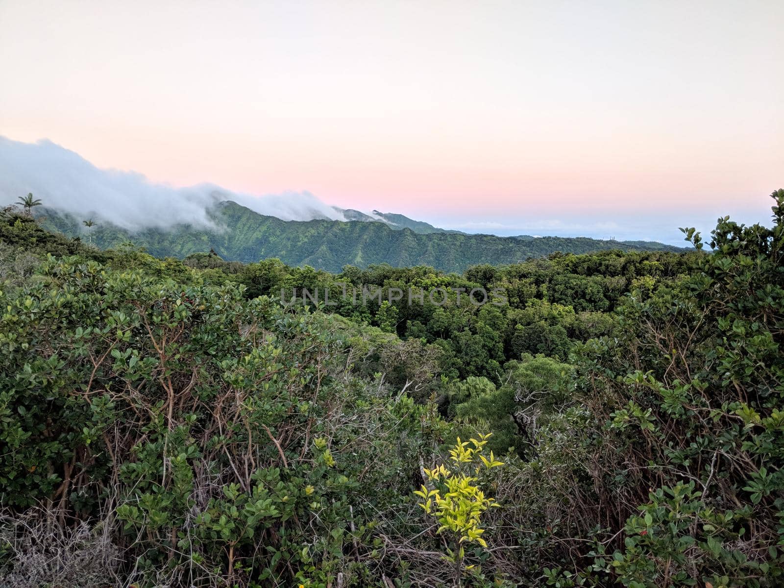 Clouds sit on top of mountains with dusk light past tropical trees through the clouds on Oahu, Hawaii.