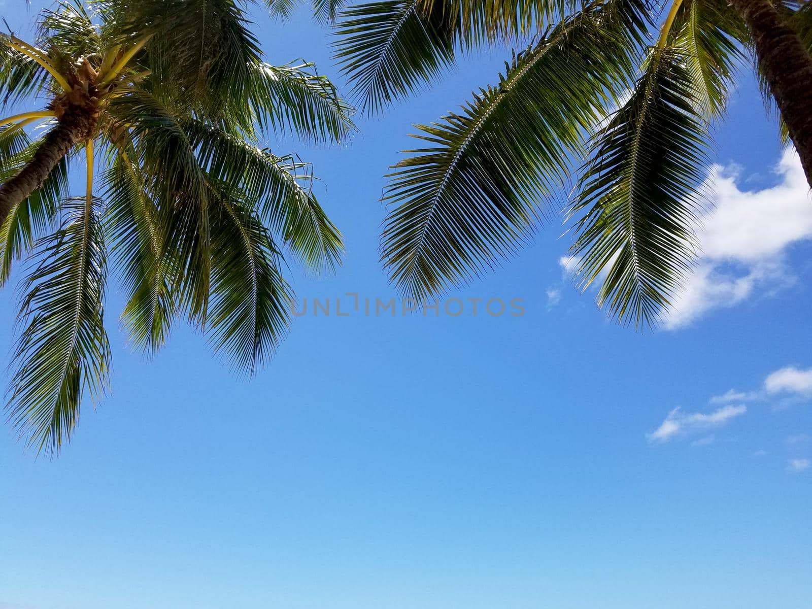 Coconut Tree Palms and Blue Sky by EricGBVD