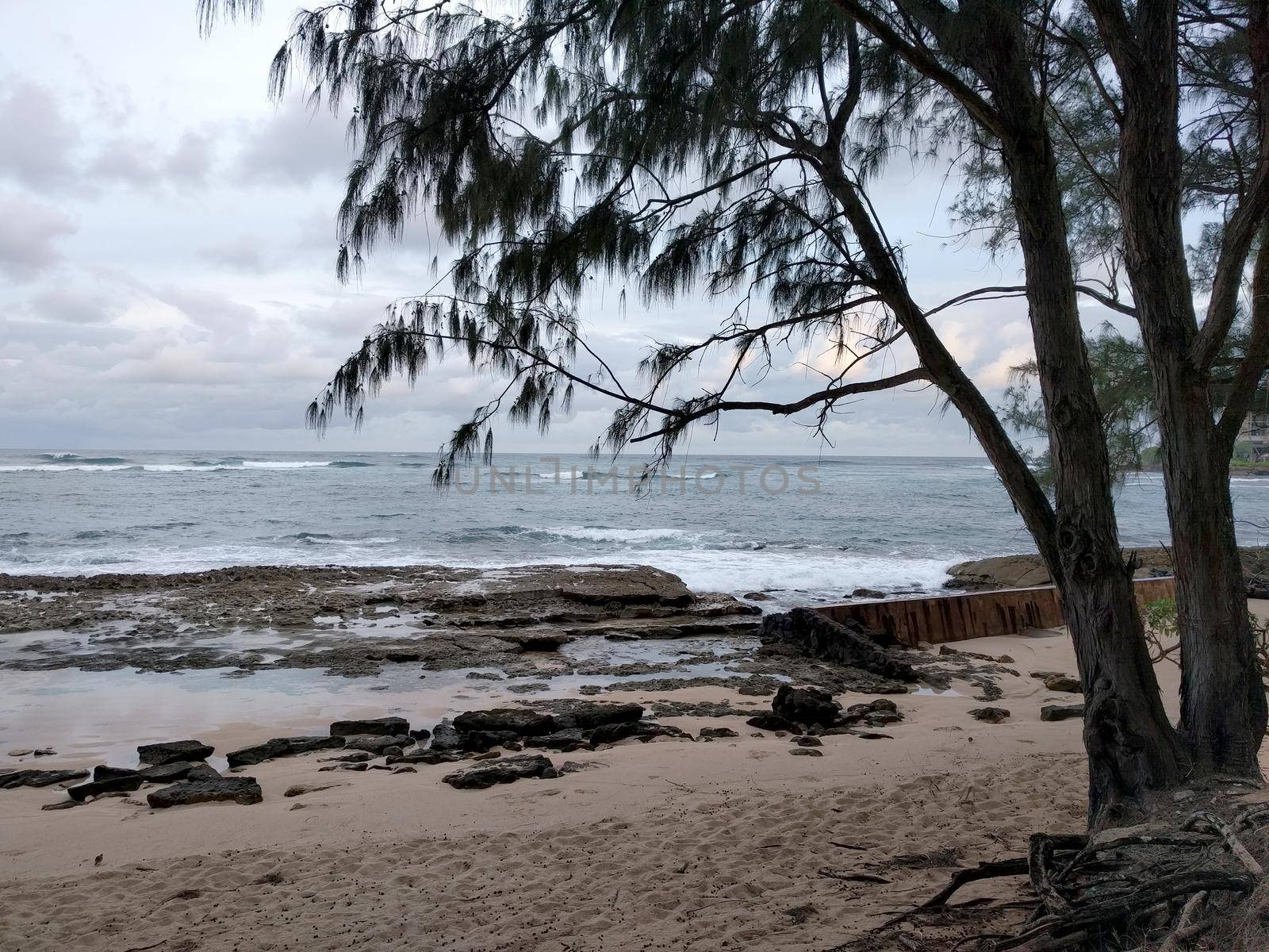 Ironwood trees overhang beach at Turtle Bay, Oahu Island North Shore, Hawaii