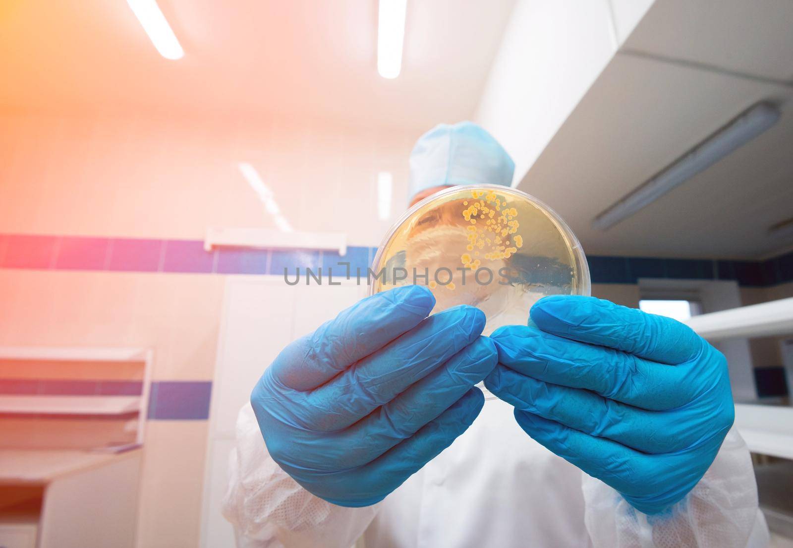 colonies of bacteria. A laboratory assistant holds a petri dish containing gram-positive lactobacilli grown on agar as part of a scientific project.