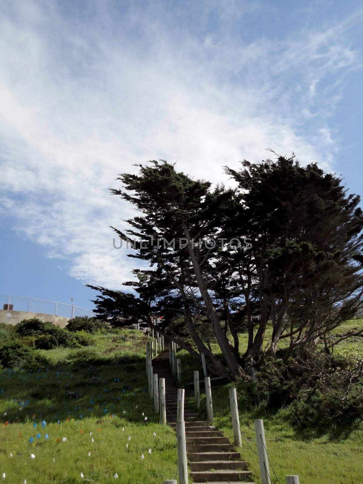 Hillside Stairs leading upwards with tree along path at China Beach in San Francisco.