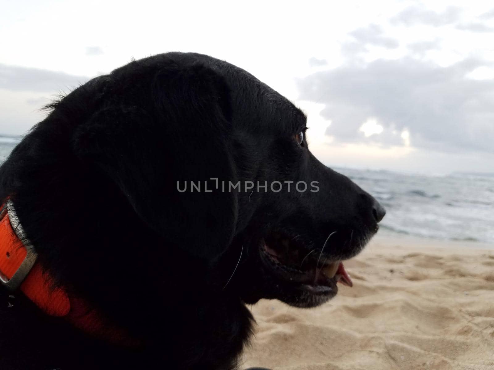 Black retriever Dog wearing a orange light on neck and tongue hanging out at dusk with view of Pacific ocean off coast of Oahu, Hawaii.
