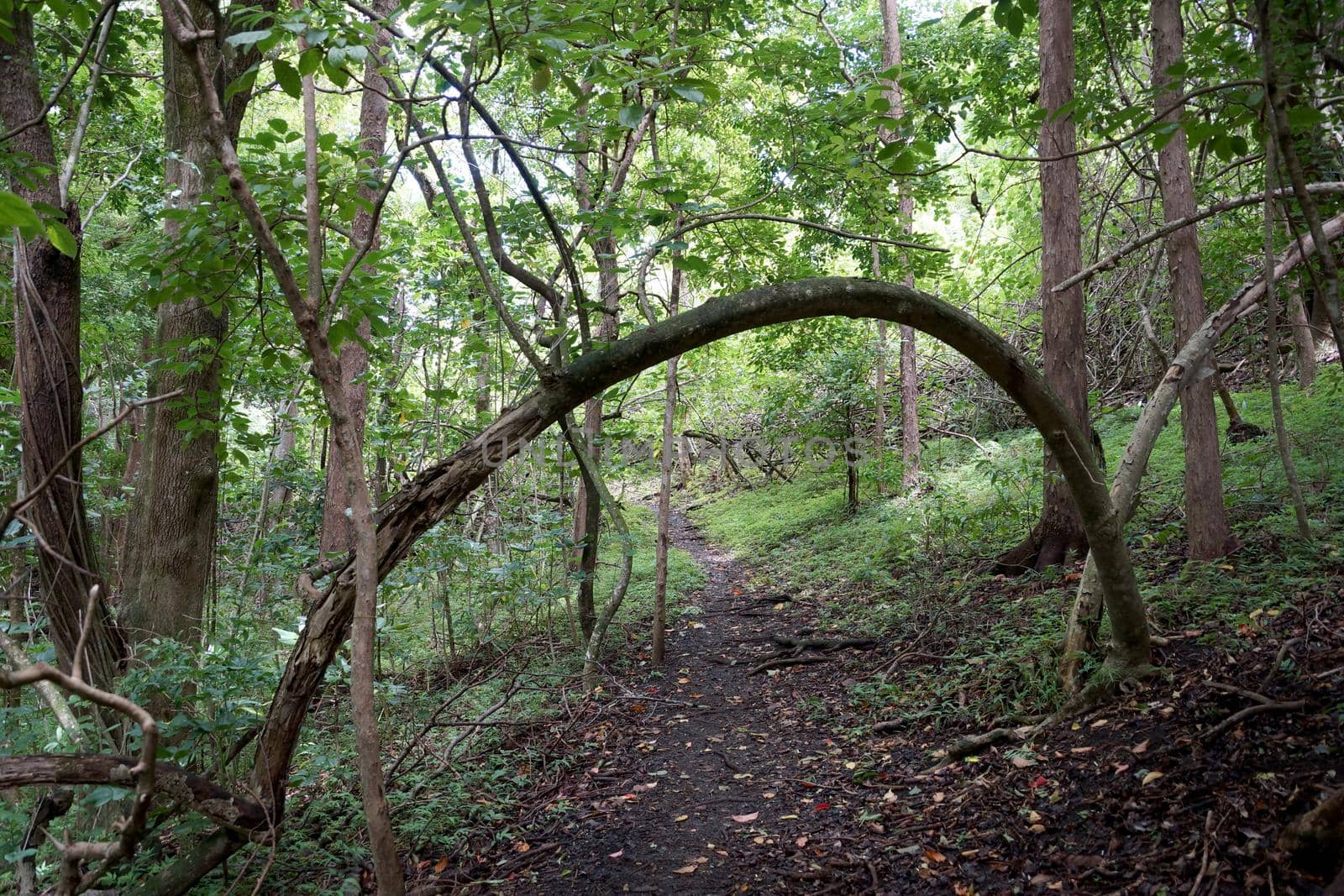 Tree bends over path leading upwards in on 'Ualaka'a Trail in tantalus forest on Oahu, Hawaii.
