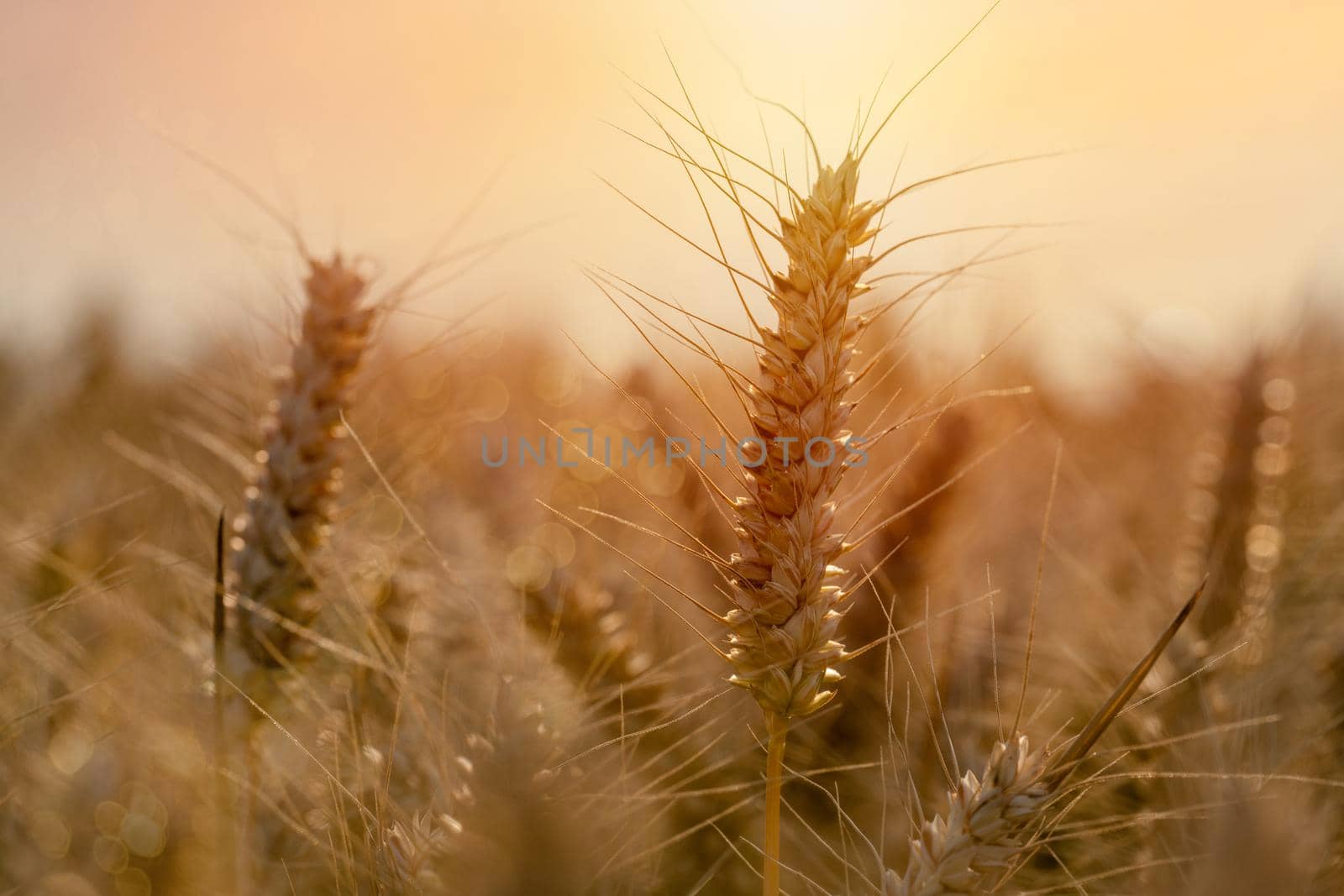 Closeup of ears of wheat in the field at the sunset Farmers securing food supply and feeding the nation