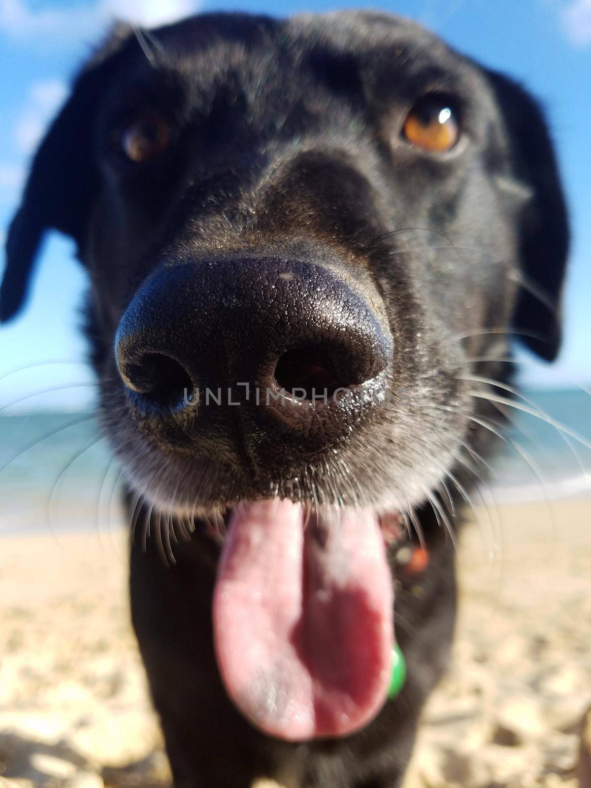 Black retriever Dog with tongue hanging out on beach with view of Pacific ocean off coast of Oahu, Hawaii.