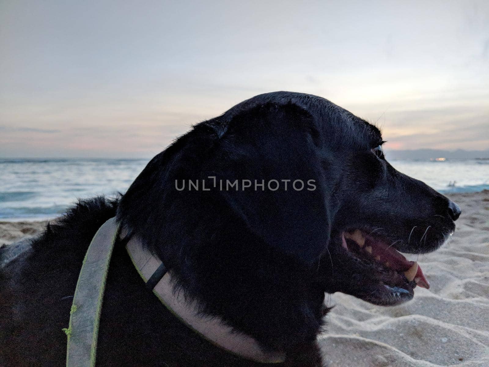 Black retriever Dog wearing a leash and tongue hanging out at dusk with view of Pacific ocean off coast of Oahu, Hawaii.