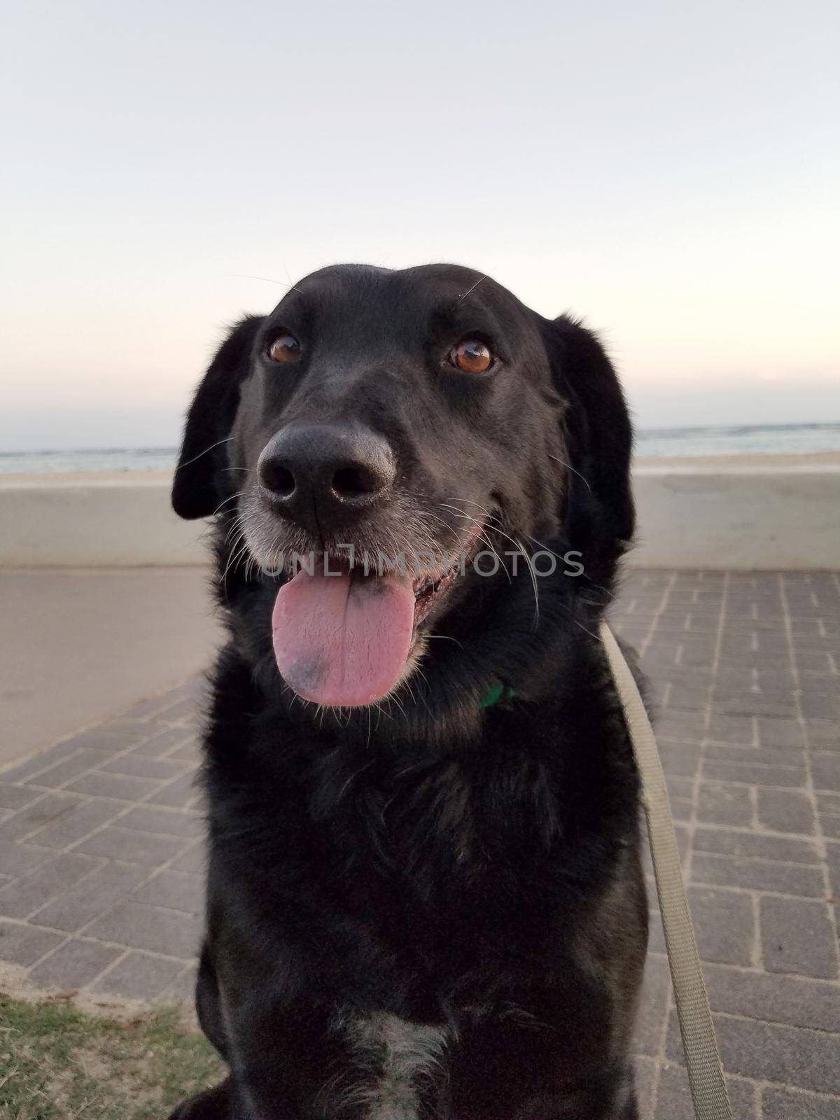 Black retriever Dog wearing a green collar on neck and tongue hanging out on beach at dusk with view of Pacific ocean off coast of Oahu, Hawaii.