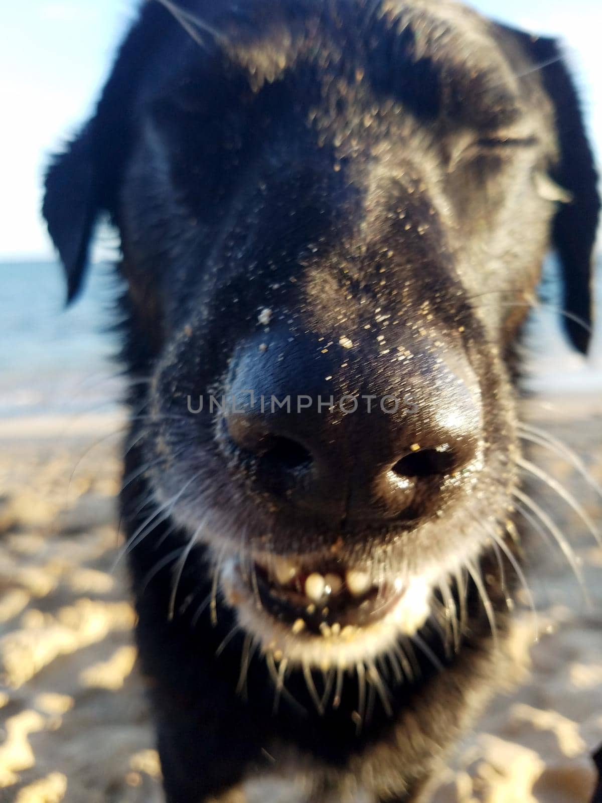 Black retriever Dog closes eyes on beach with view of Pacific ocean off coast of Oahu, Hawaii.
