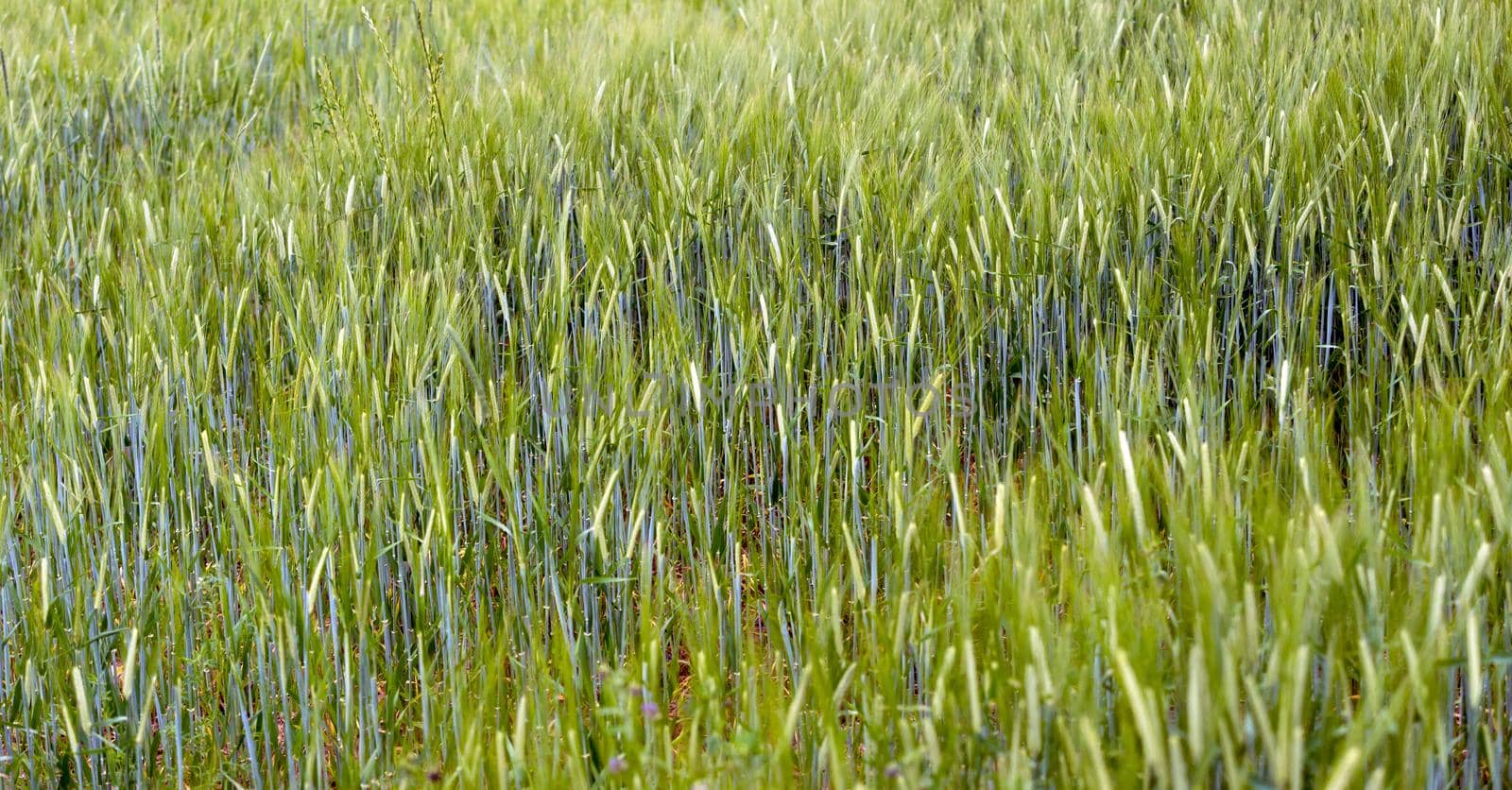 green and young barley field at sunset, ears of winter barley close-up.