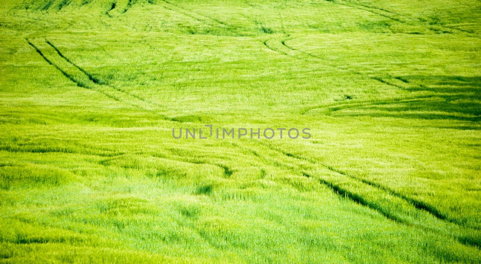 green and young barley field during sunset.