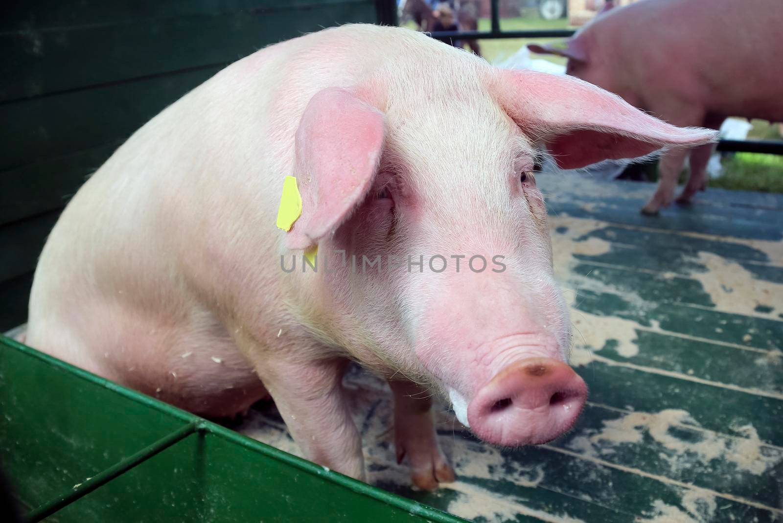 A baby pig on a pigfarm in Dalarna, Sweden