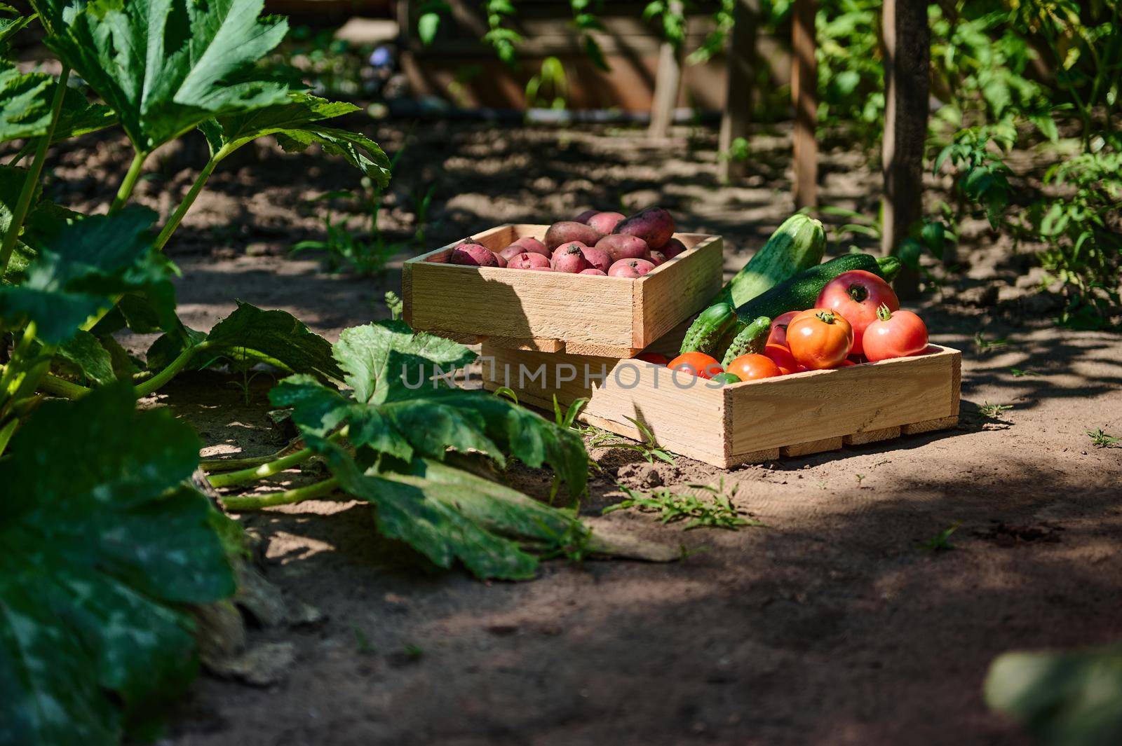 Sunlight fall on agricultural field, with focus on wooden crate with a fresh harvest of organic vegetables, tomatoes, cucumbers, potatoes, zucchini and chard leaves, in the garden next to fertile bush