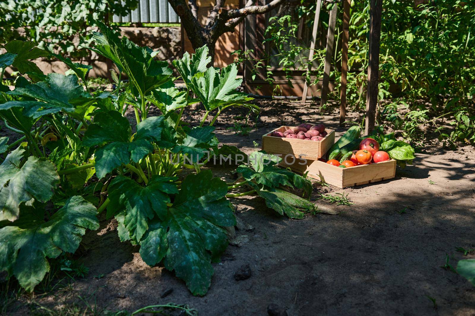 Sunlight fall on agricultural field, with focus on wooden boxes with a fresh harvested crop of organic seasonal homegrown vegetables in the summer cottage. Eco Agriculture. Gardening. Agribusiness