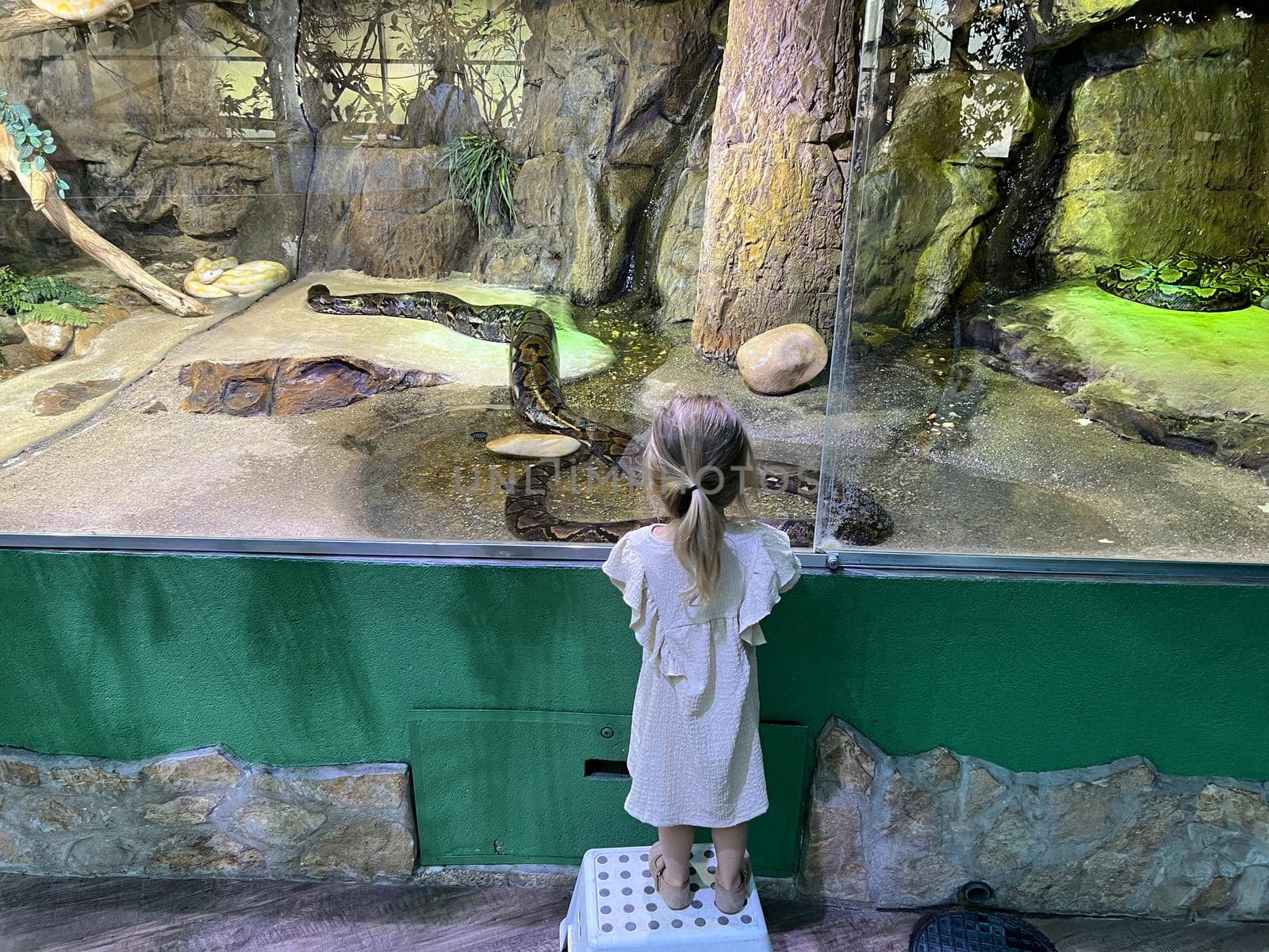 Little girl looks through the glass at a reticulated python in a terrarium by Nadtochiy